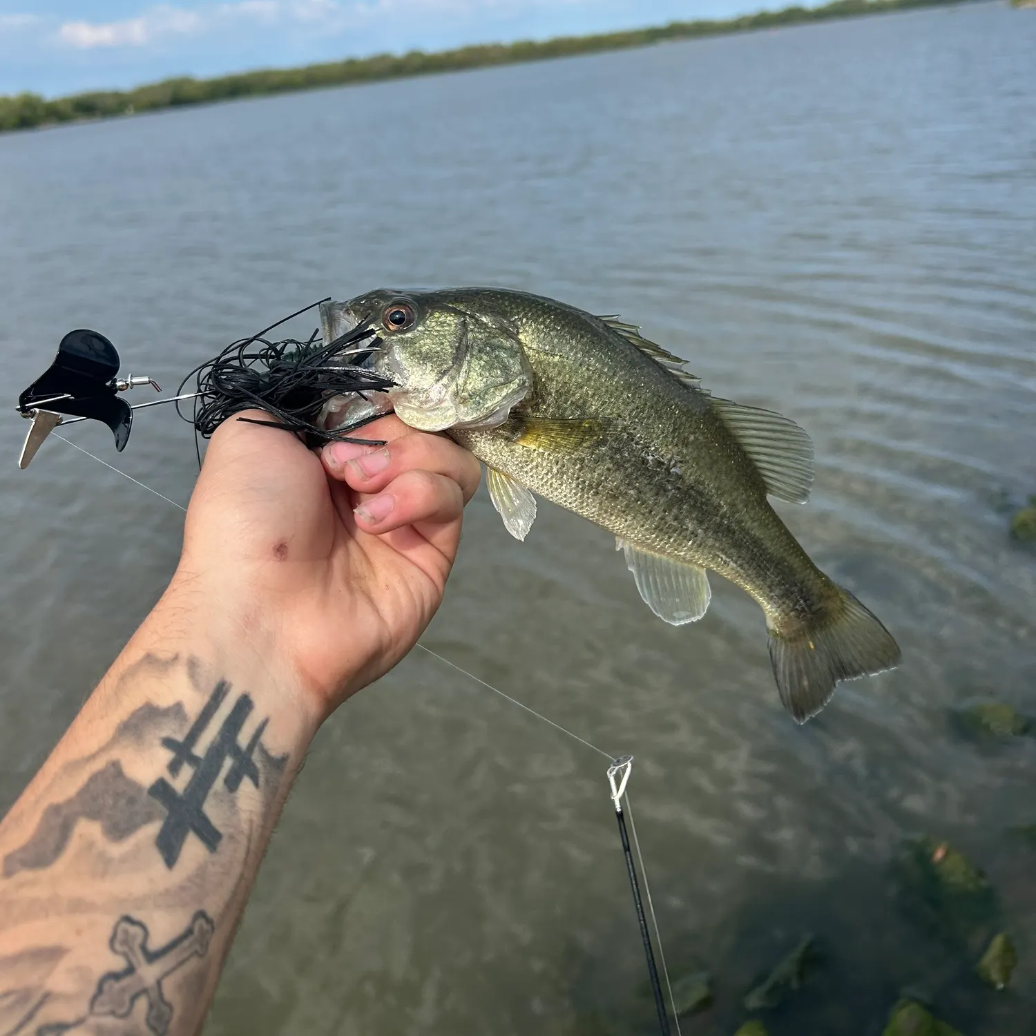 Largemouth bass caught on Fishbrain