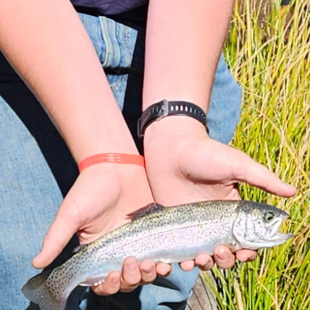 Rainbow trout caught on Fishbrain