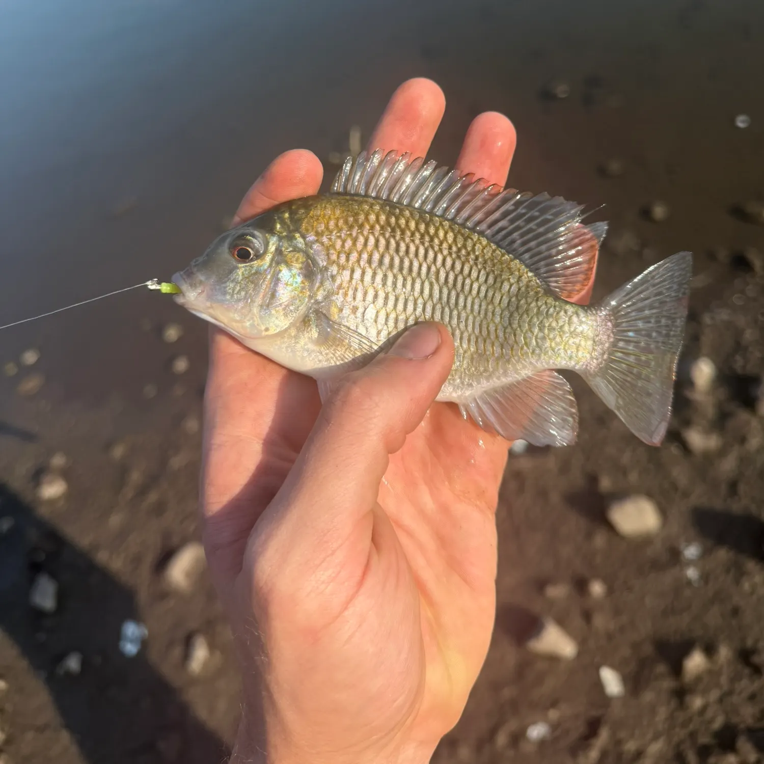 The most recent Nile tilapia catches on Fishbrain