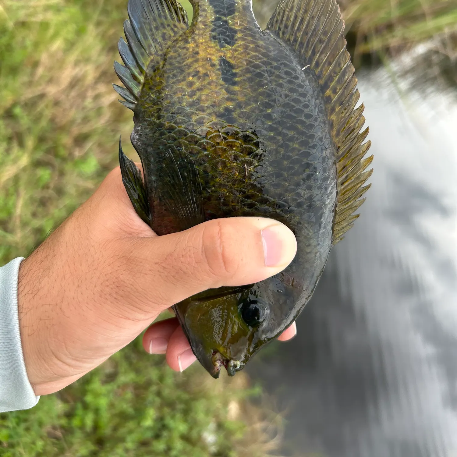 Redhead cichlid caught on Fishbrain