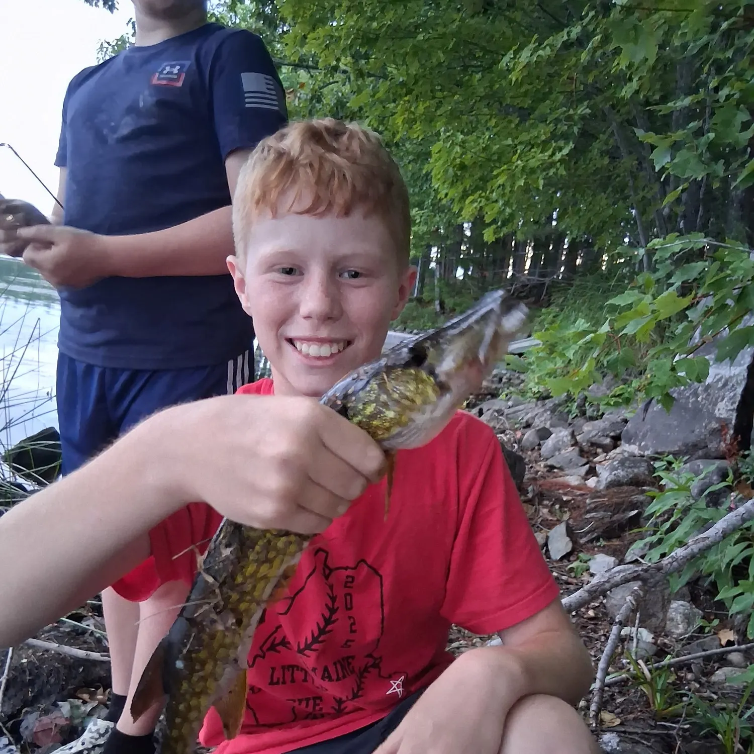 Chain pickerel caught on Fishbrain