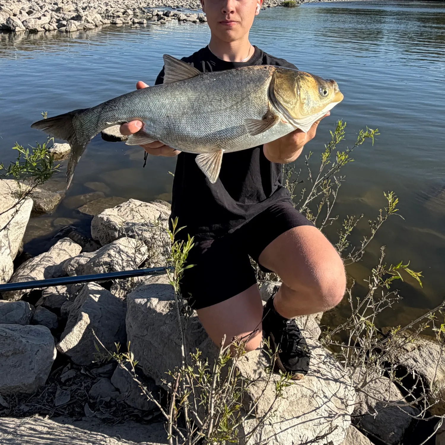 The most recent Silver carp catches on Fishbrain