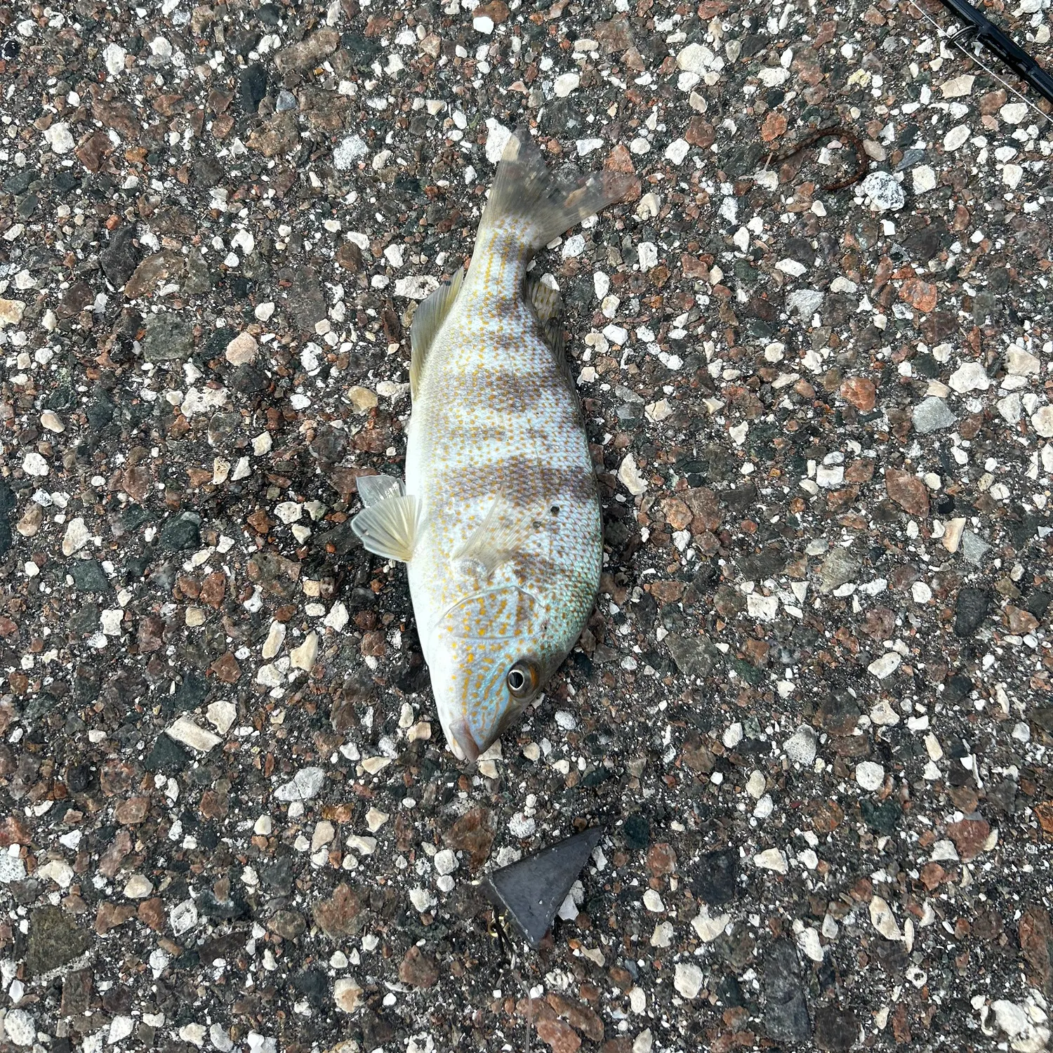 The most recent Sand perch catches on Fishbrain