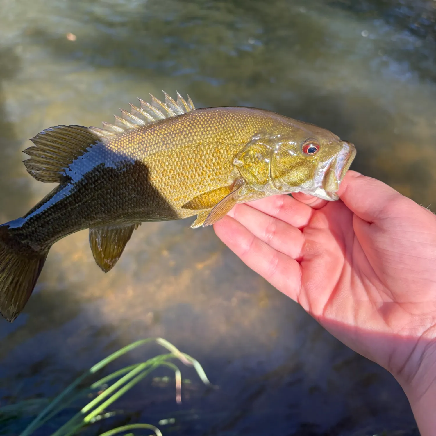 Smallmouth bass caught on Fishbrain