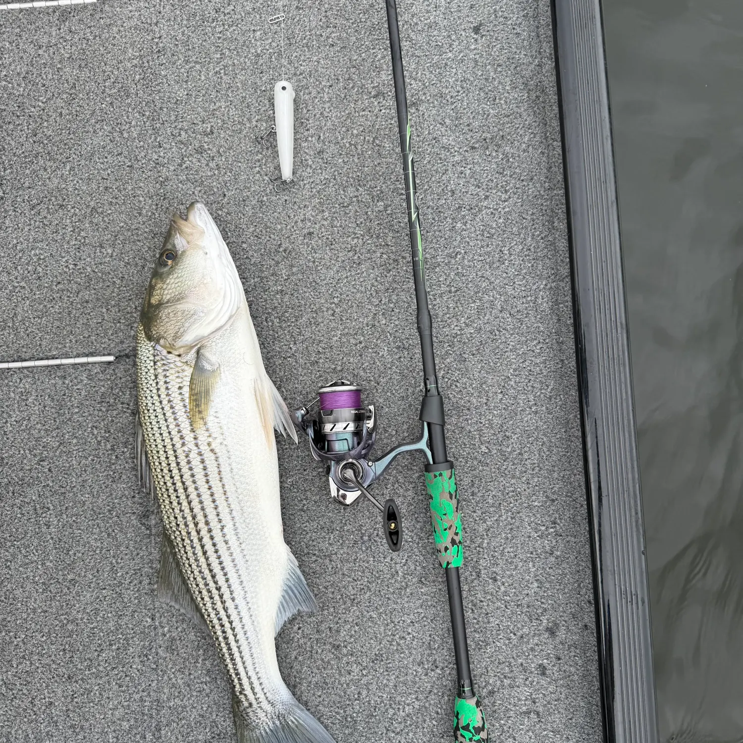 Striped bass caught on Fishbrain