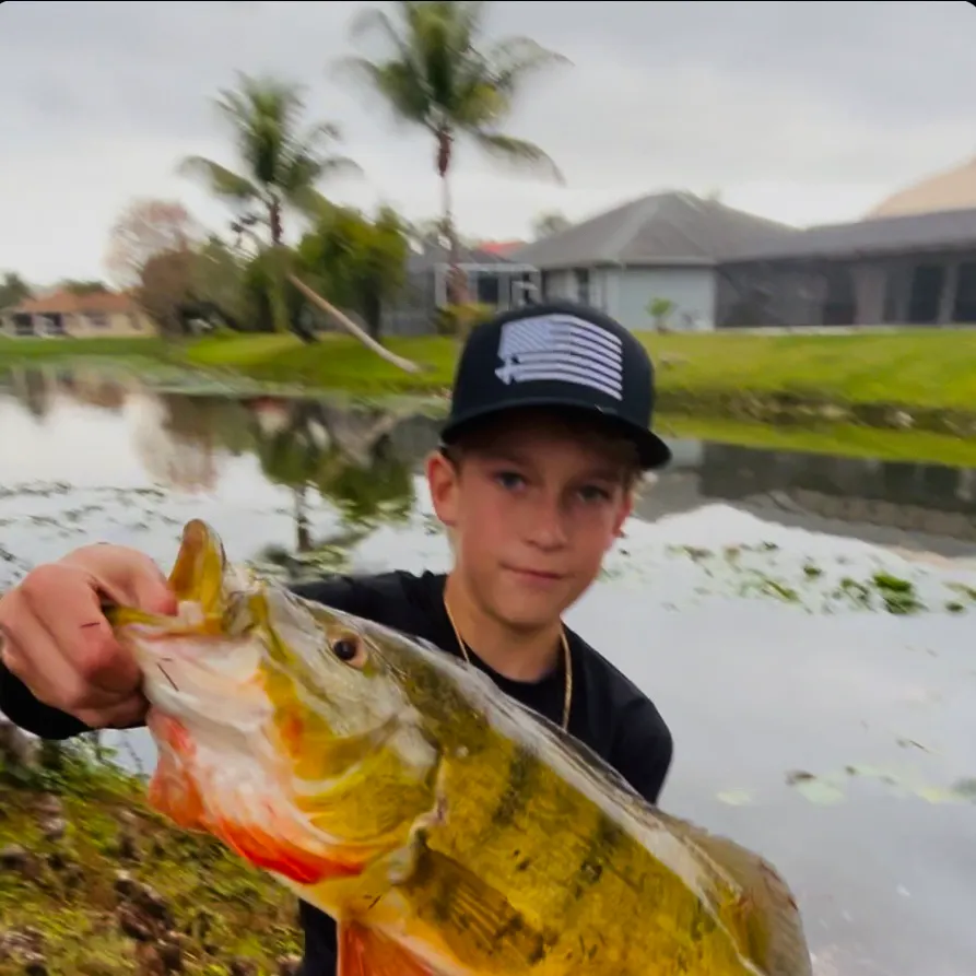 The most recent Speckled peacock bass catches on Fishbrain
