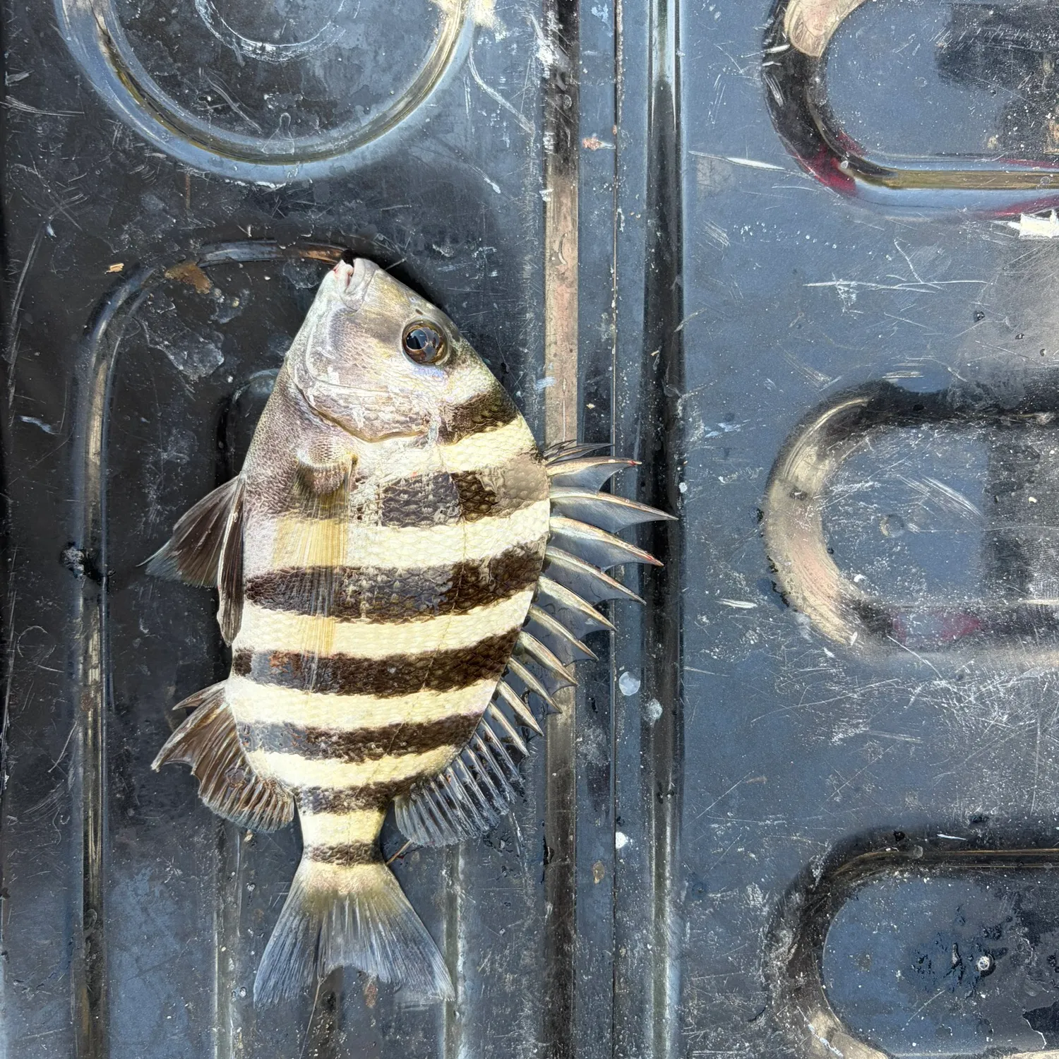 The most recent Sheepshead catches on Fishbrain