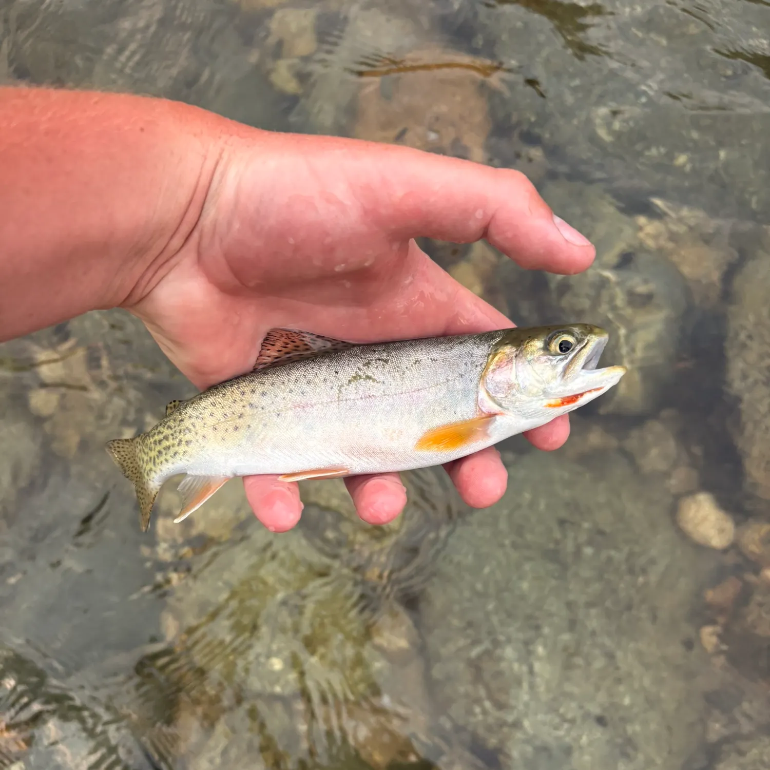 Cutbow caught on Fishbrain