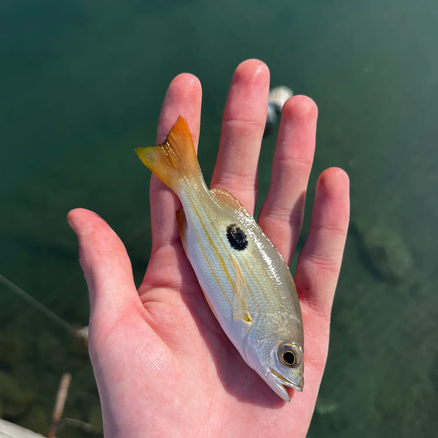 The most recent Dory snapper catches on Fishbrain