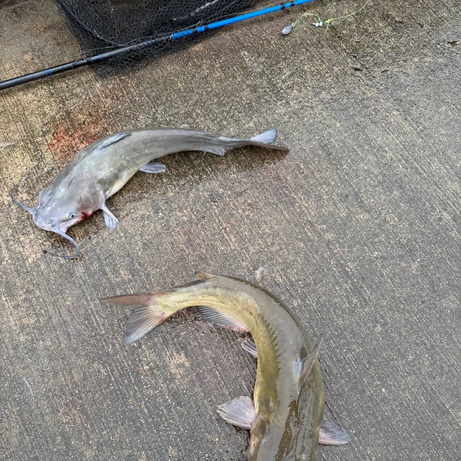 Channel catfish caught on Fishbrain