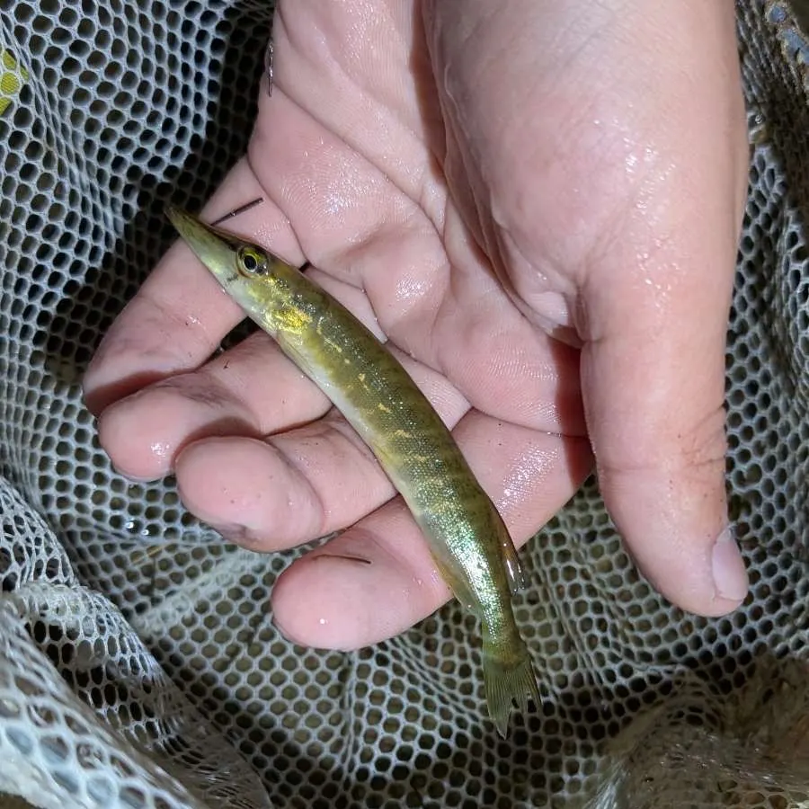 The most recent Grass pickerel catches on Fishbrain