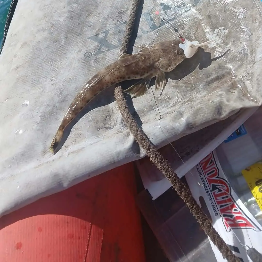 Blue-spotted flathead caught on Fishbrain