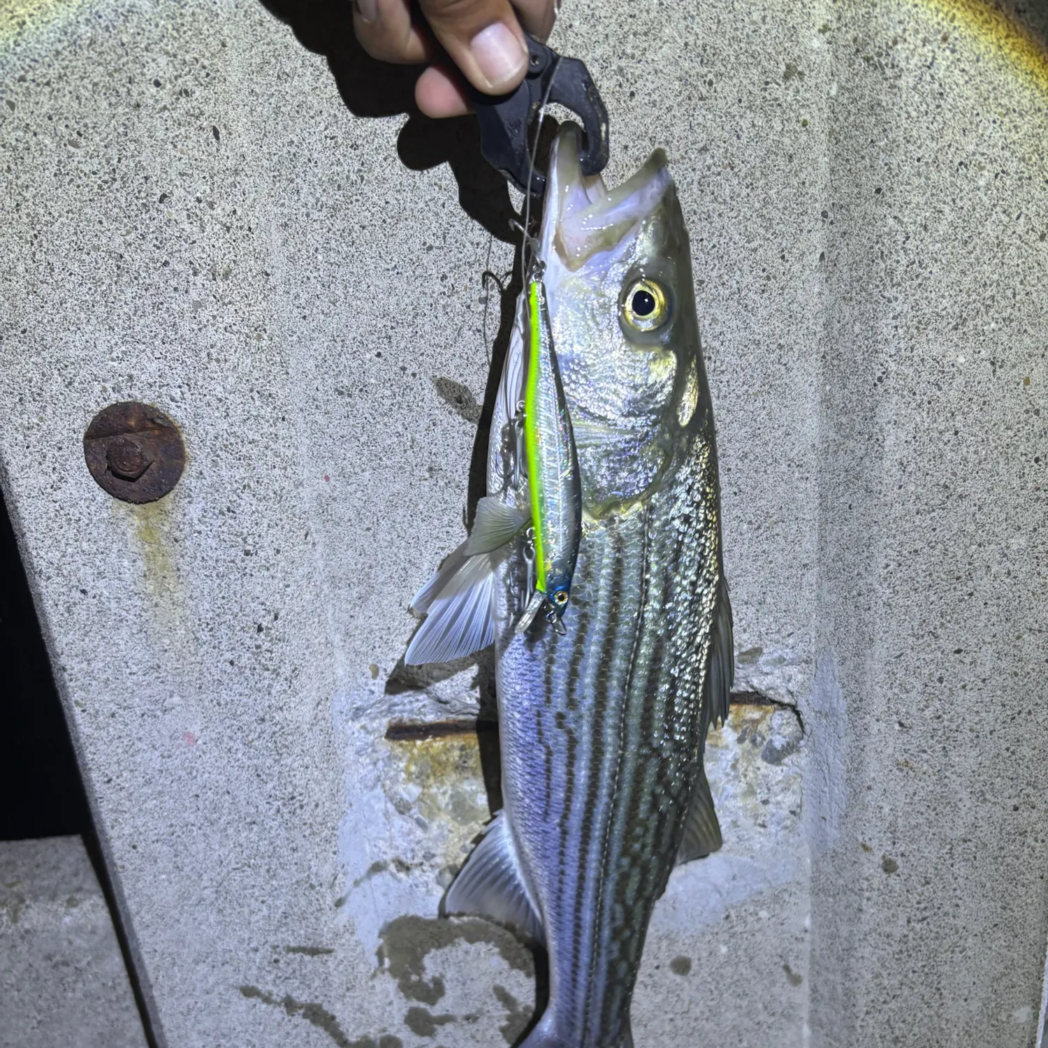Striped bass caught on Fishbrain