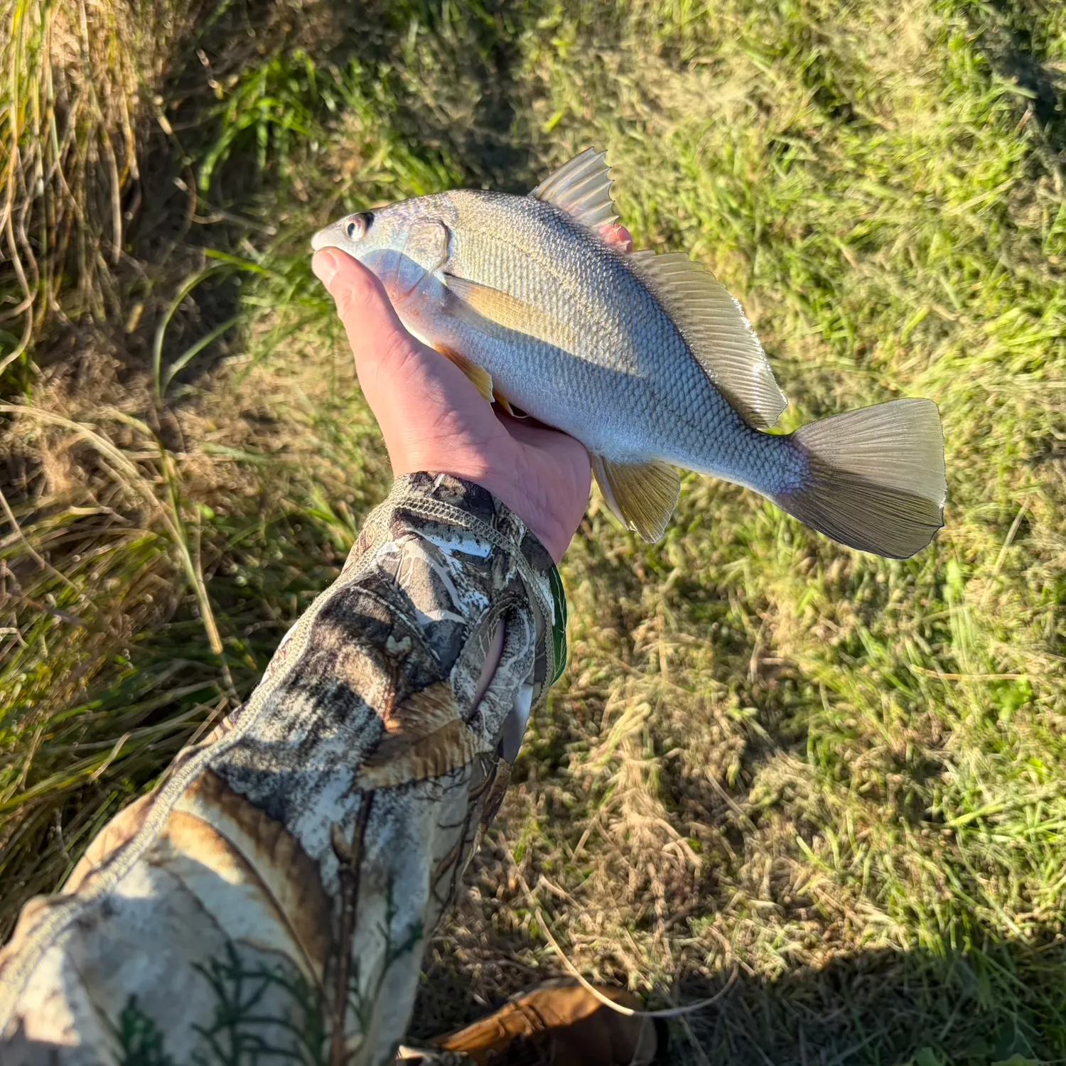Freshwater drum caught on Fishbrain