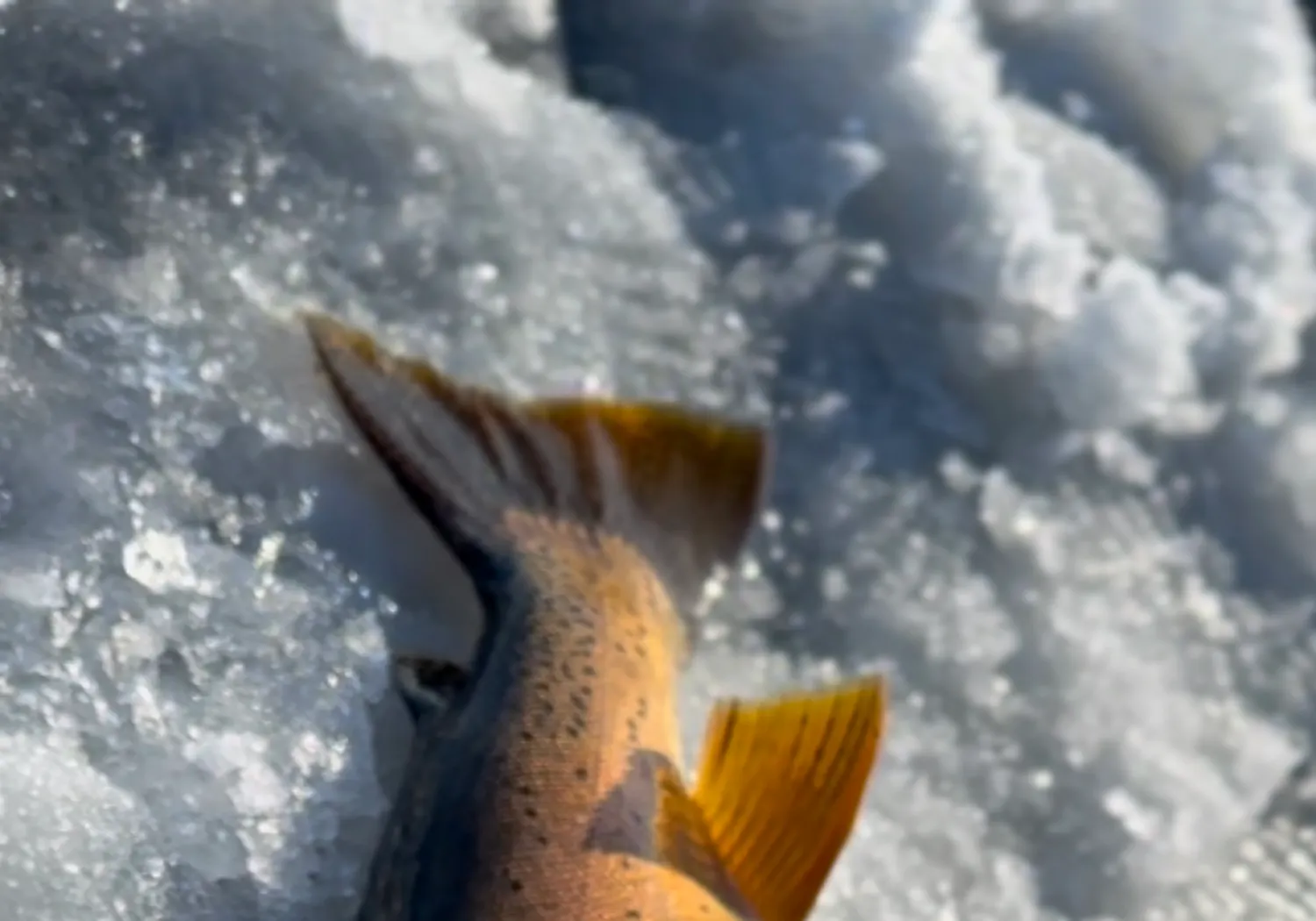 Yellowstone cutthroat trout