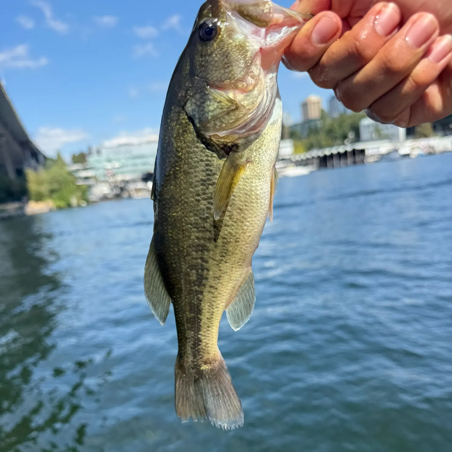 Largemouth bass caught on Fishbrain