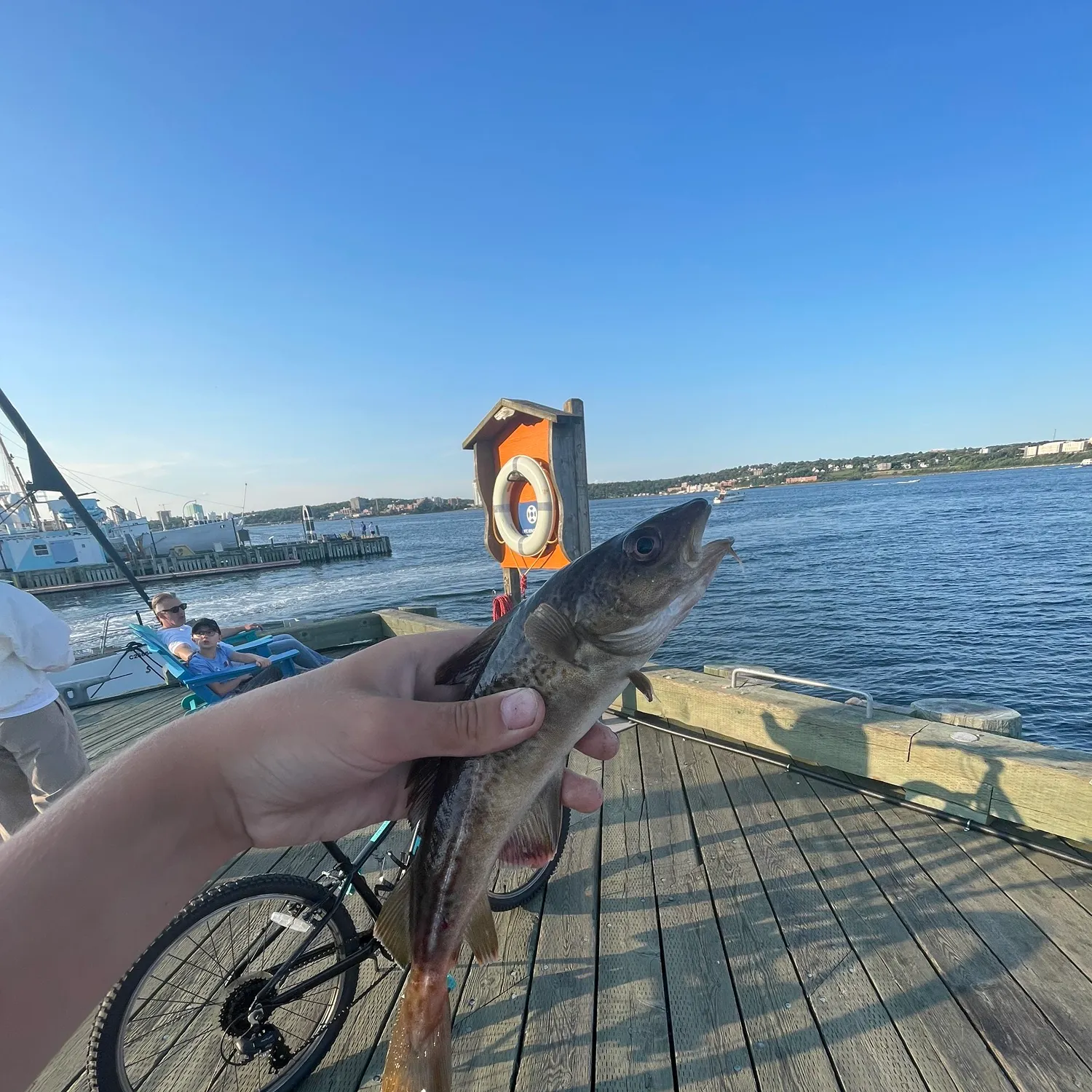The most recent Atlantic cod catches on Fishbrain