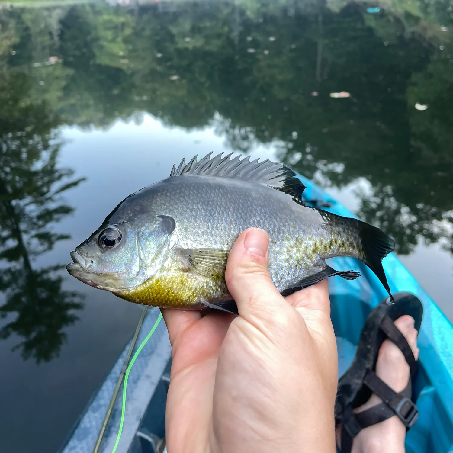 Bluegill caught on Fishbrain