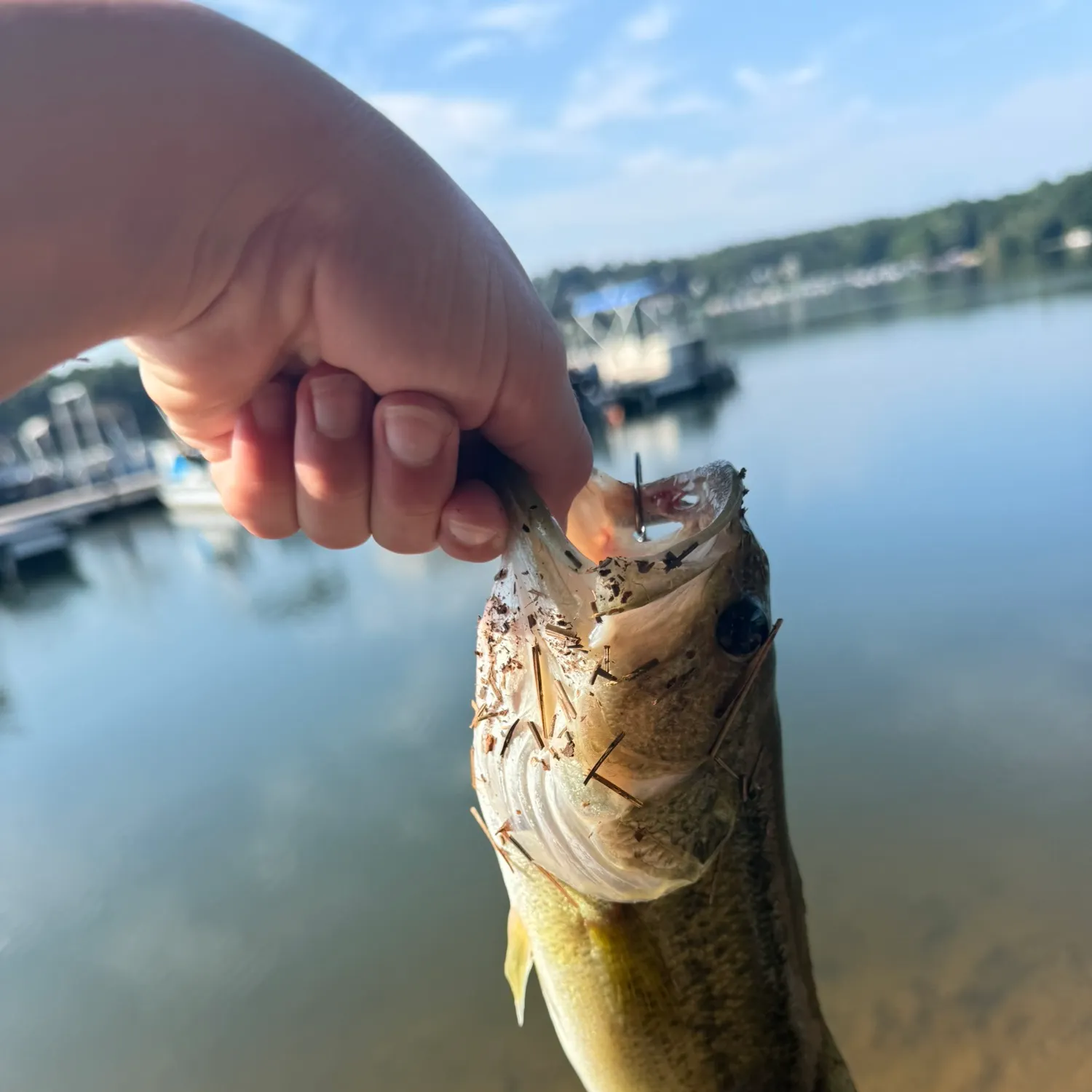 Largemouth bass caught on Fishbrain