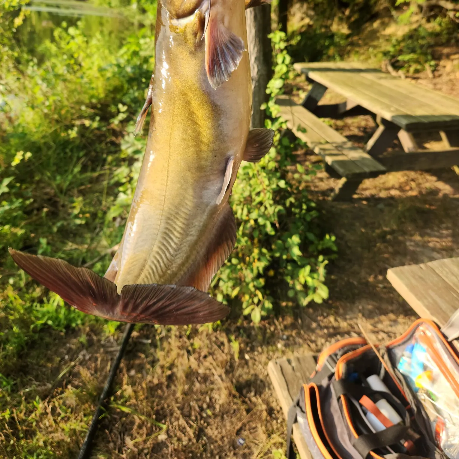 recently logged catches