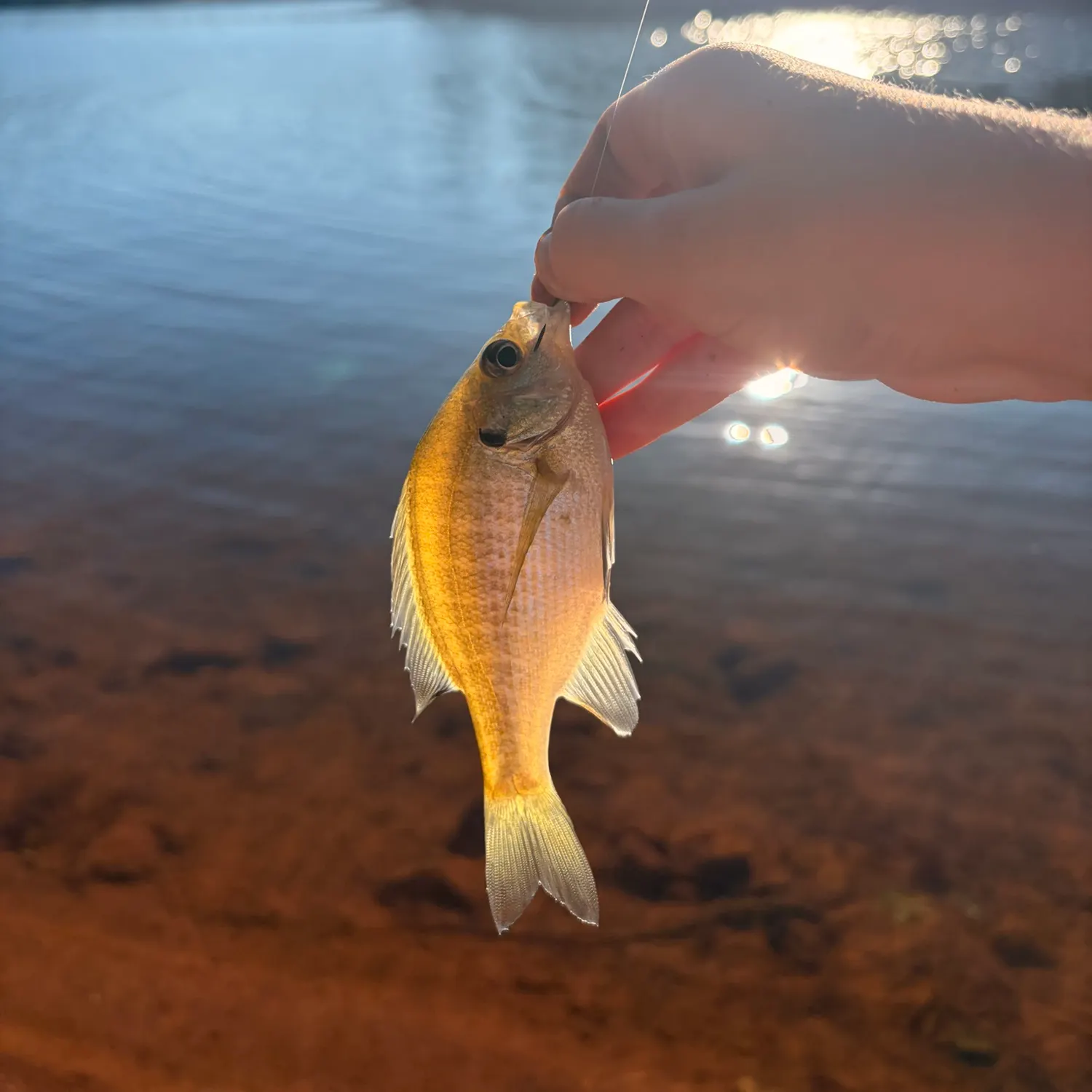 Bluegill caught on Fishbrain