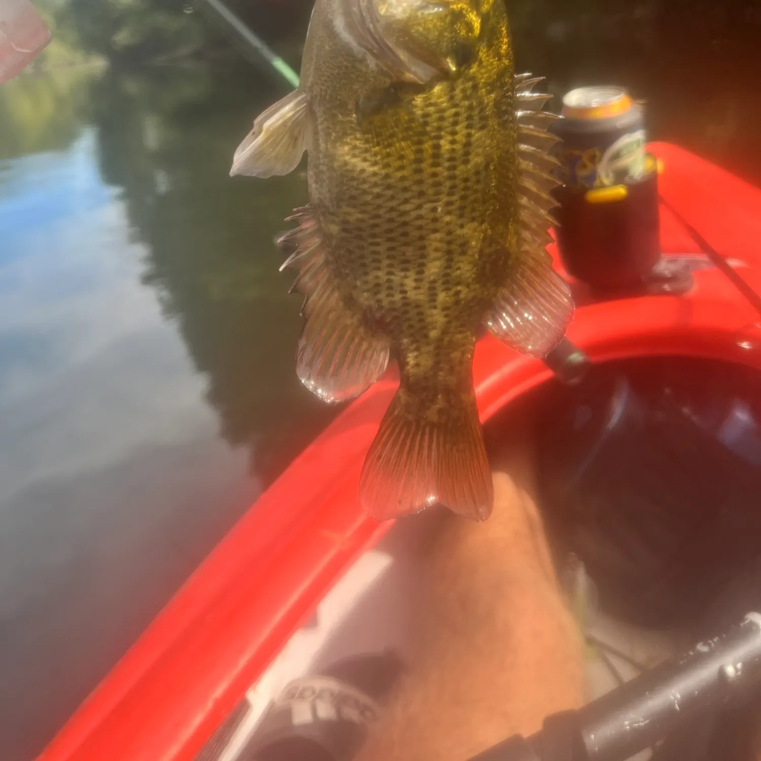 Rock bass caught on Fishbrain