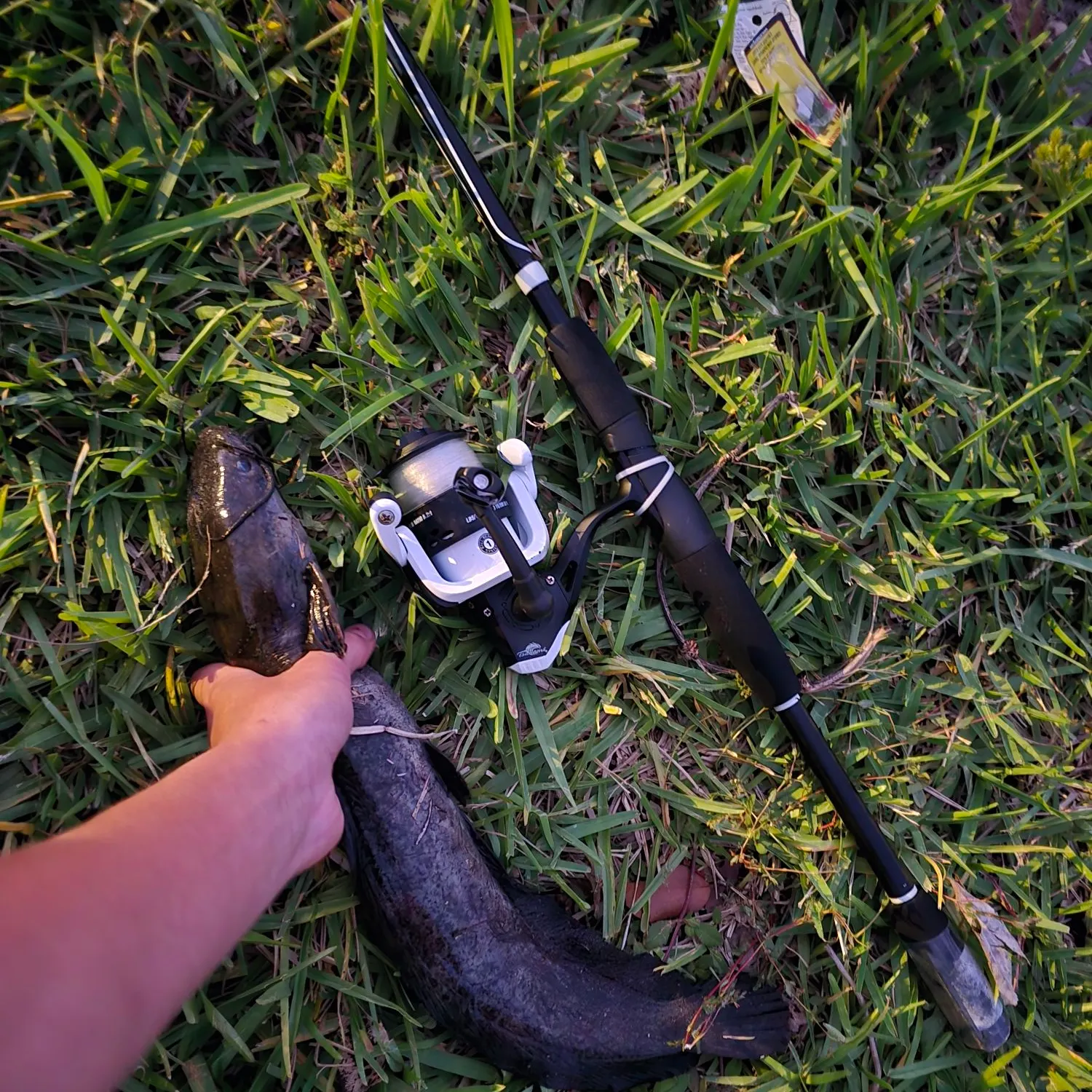 The most recent Walking catfish catches on Fishbrain