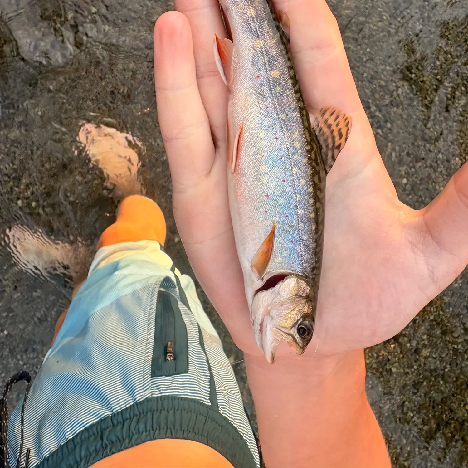 Brook trout caught on Fishbrain