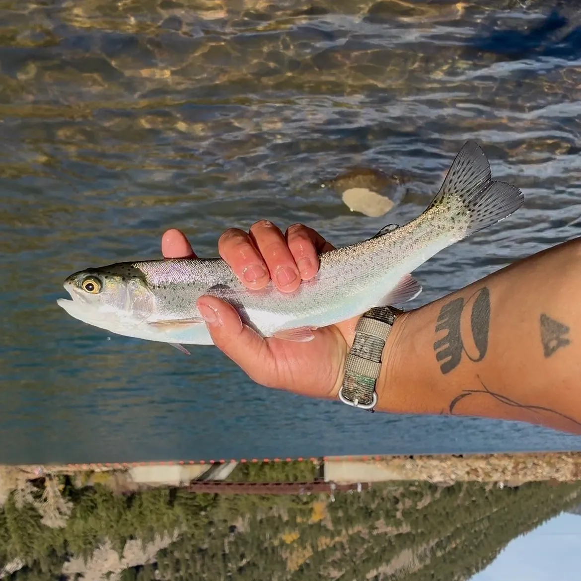 Rainbow trout caught on Fishbrain