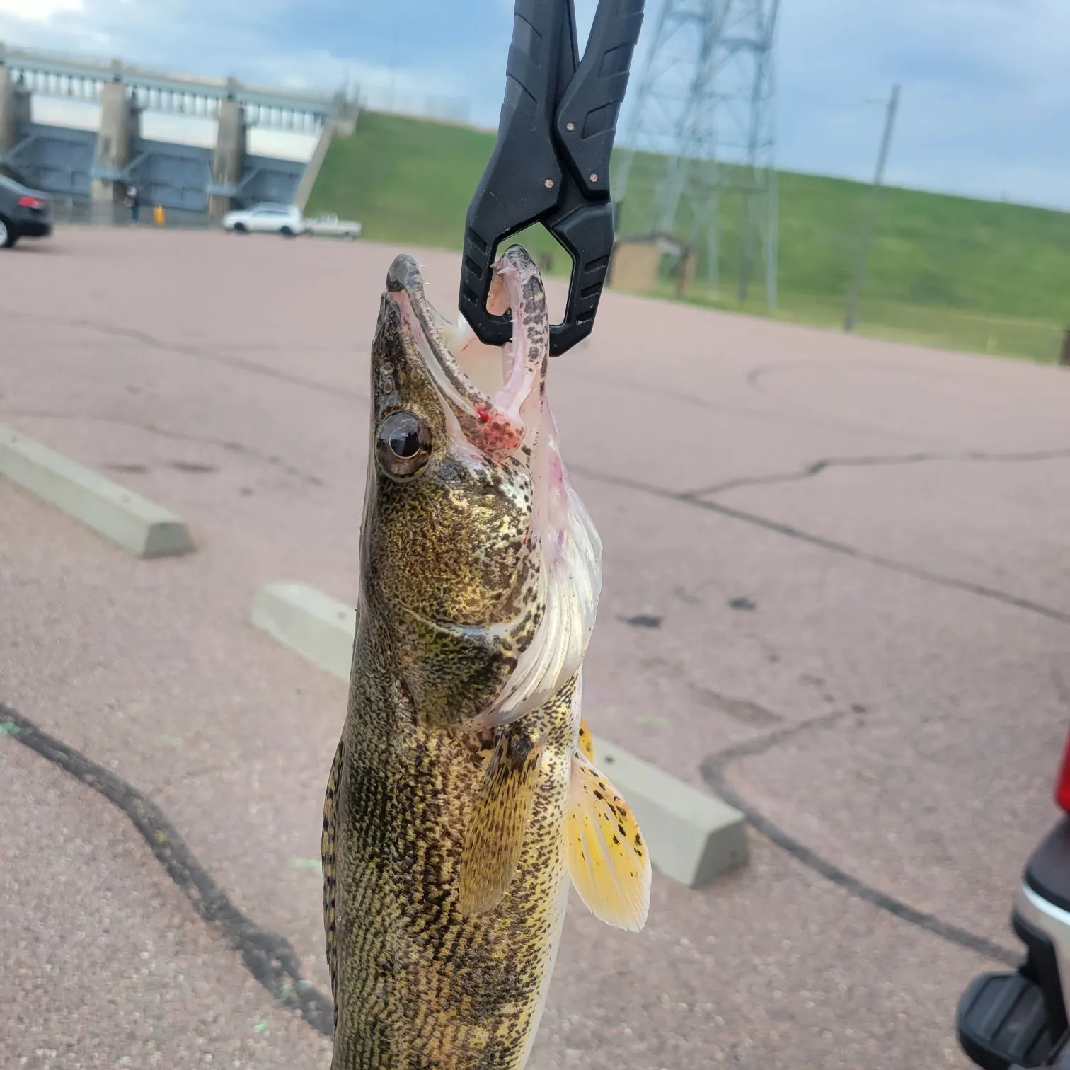 The most recent Sauger catches on Fishbrain