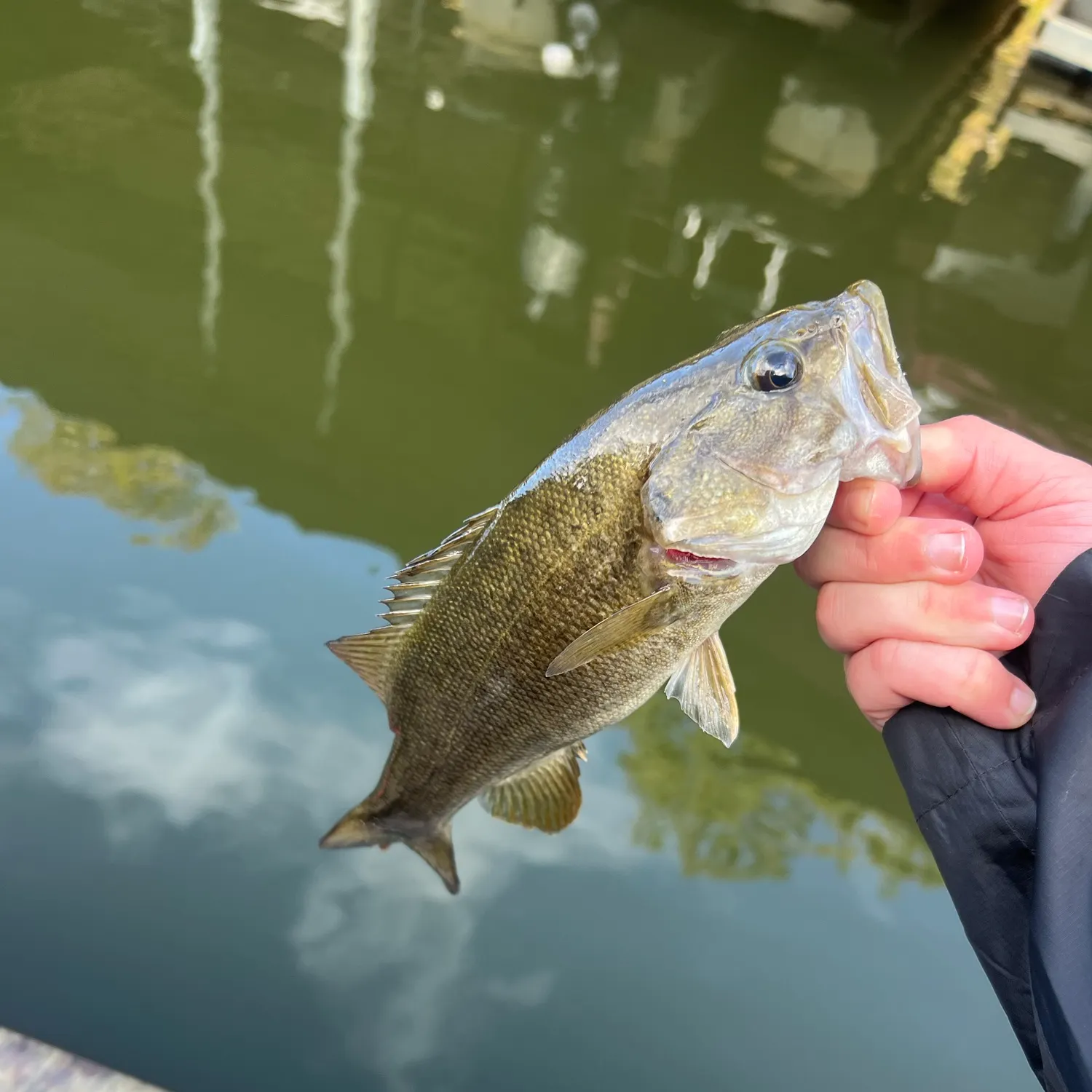 Smallmouth bass caught on Fishbrain