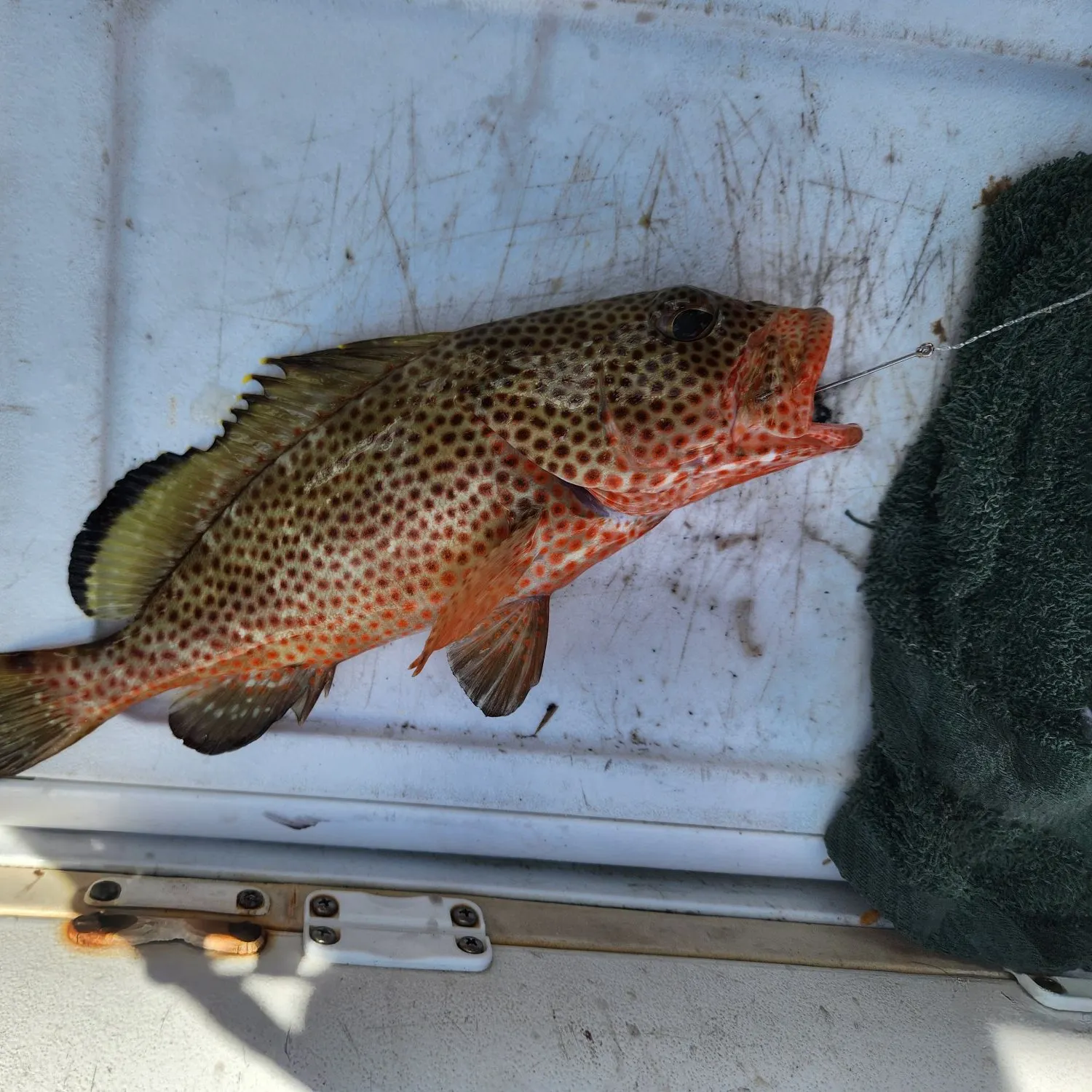 The most recent Red hind grouper catches on Fishbrain