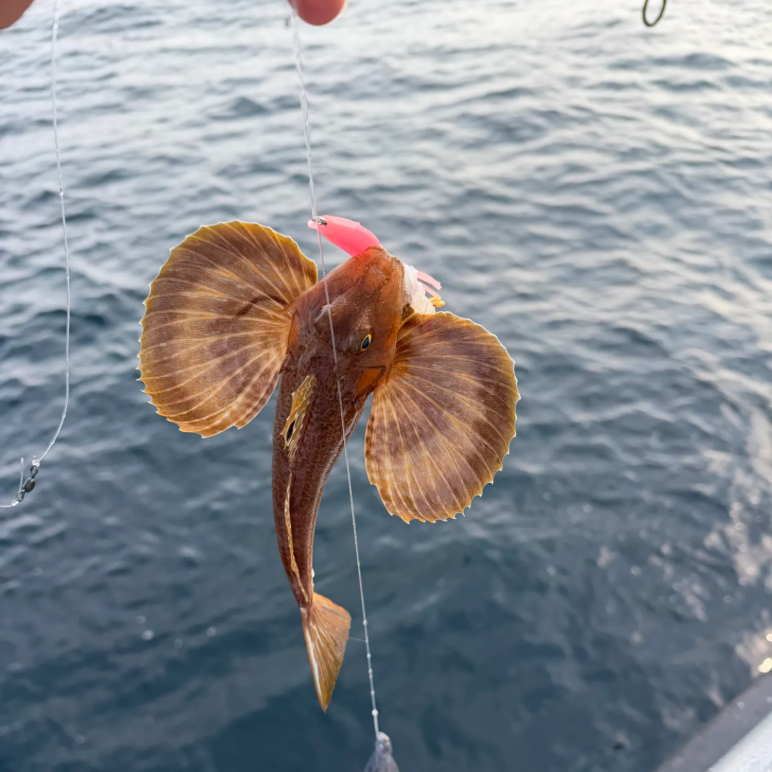 Northern searobin caught on Fishbrain