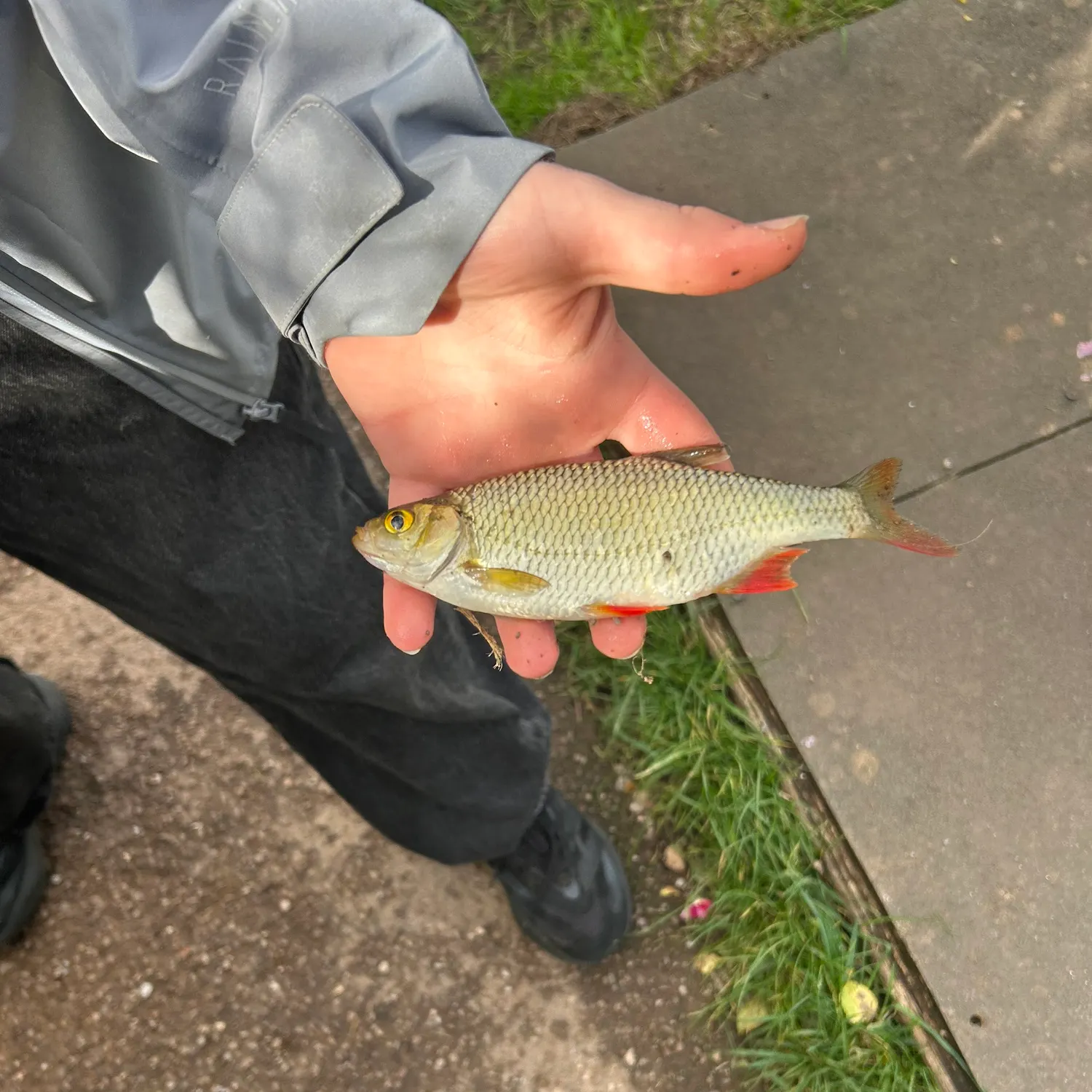 Common rudd caught on Fishbrain