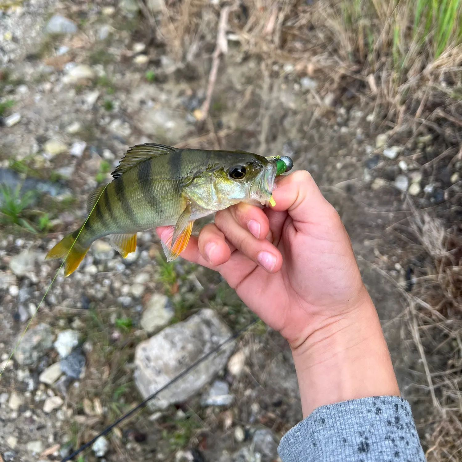 European perch caught on Fishbrain