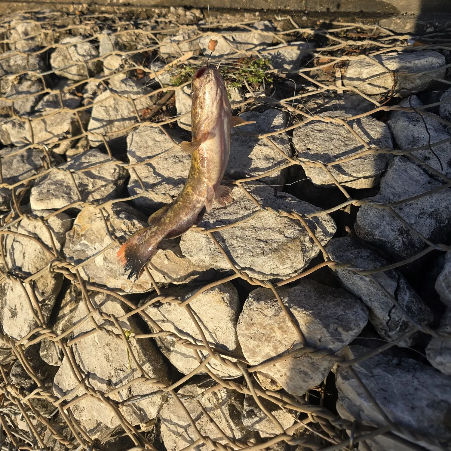 Flathead catfish caught on Fishbrain