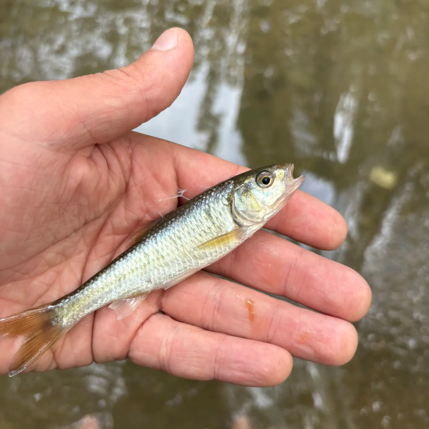 The most recent Striped shiner catches on Fishbrain