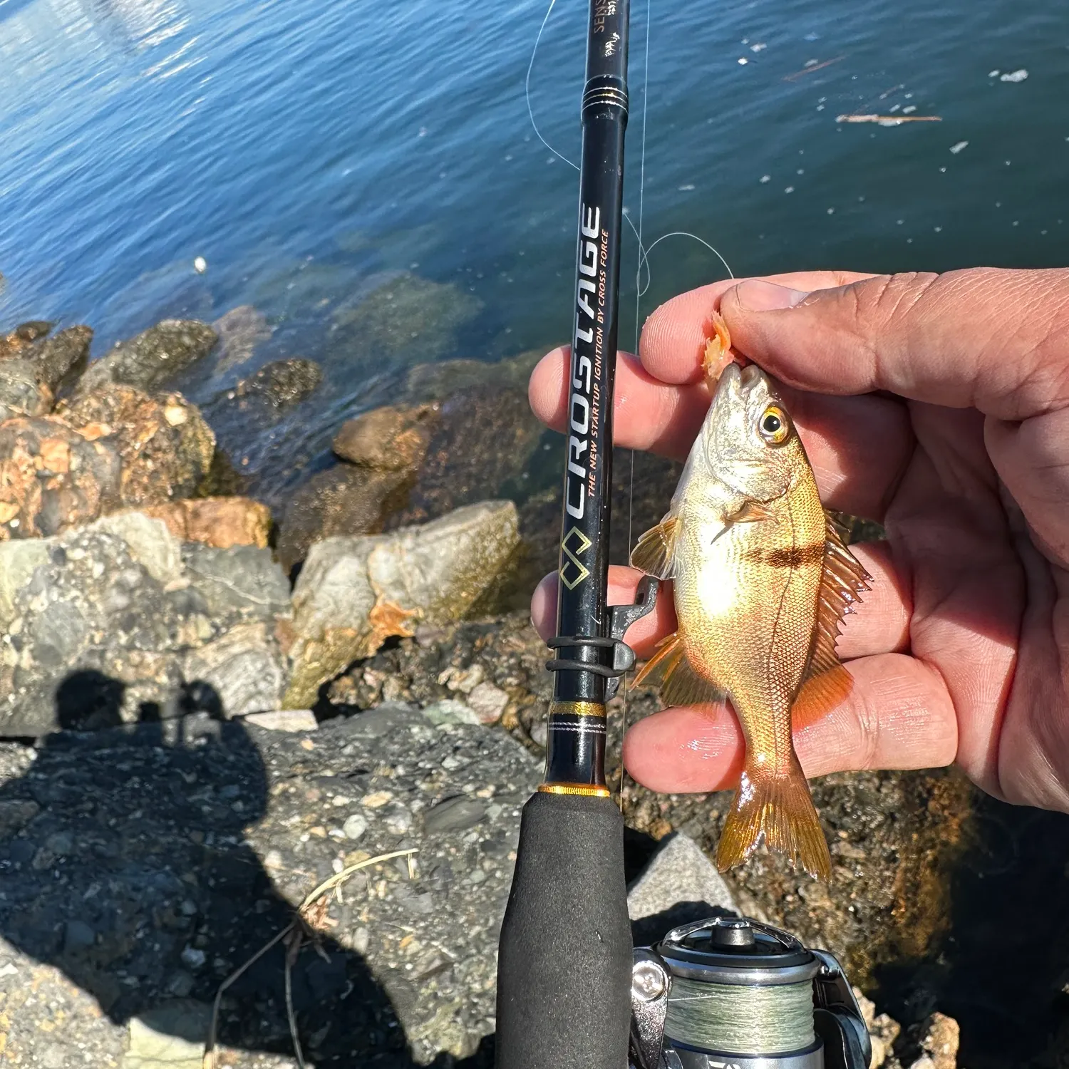 The most recent Spotted head sargo catches on Fishbrain