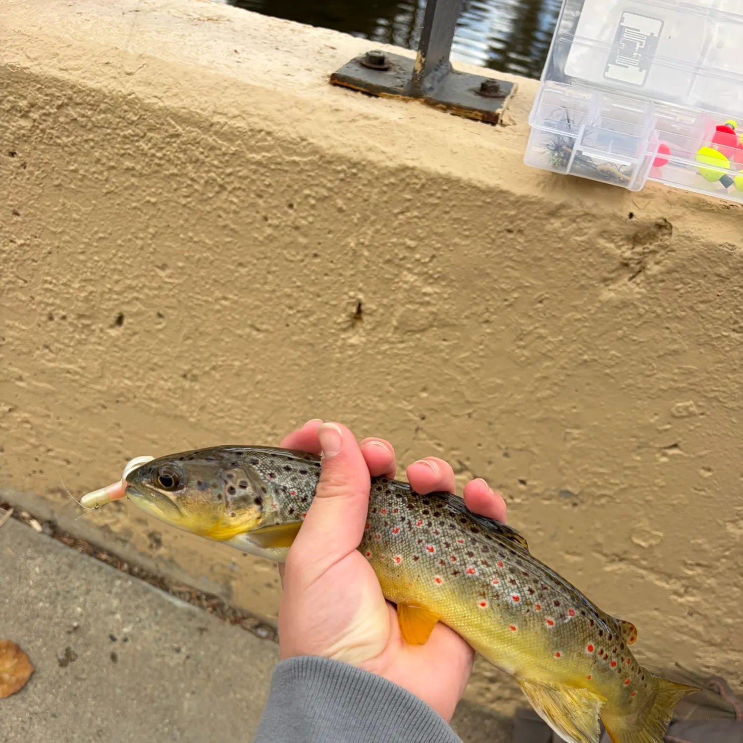 Brown trout caught on Fishbrain