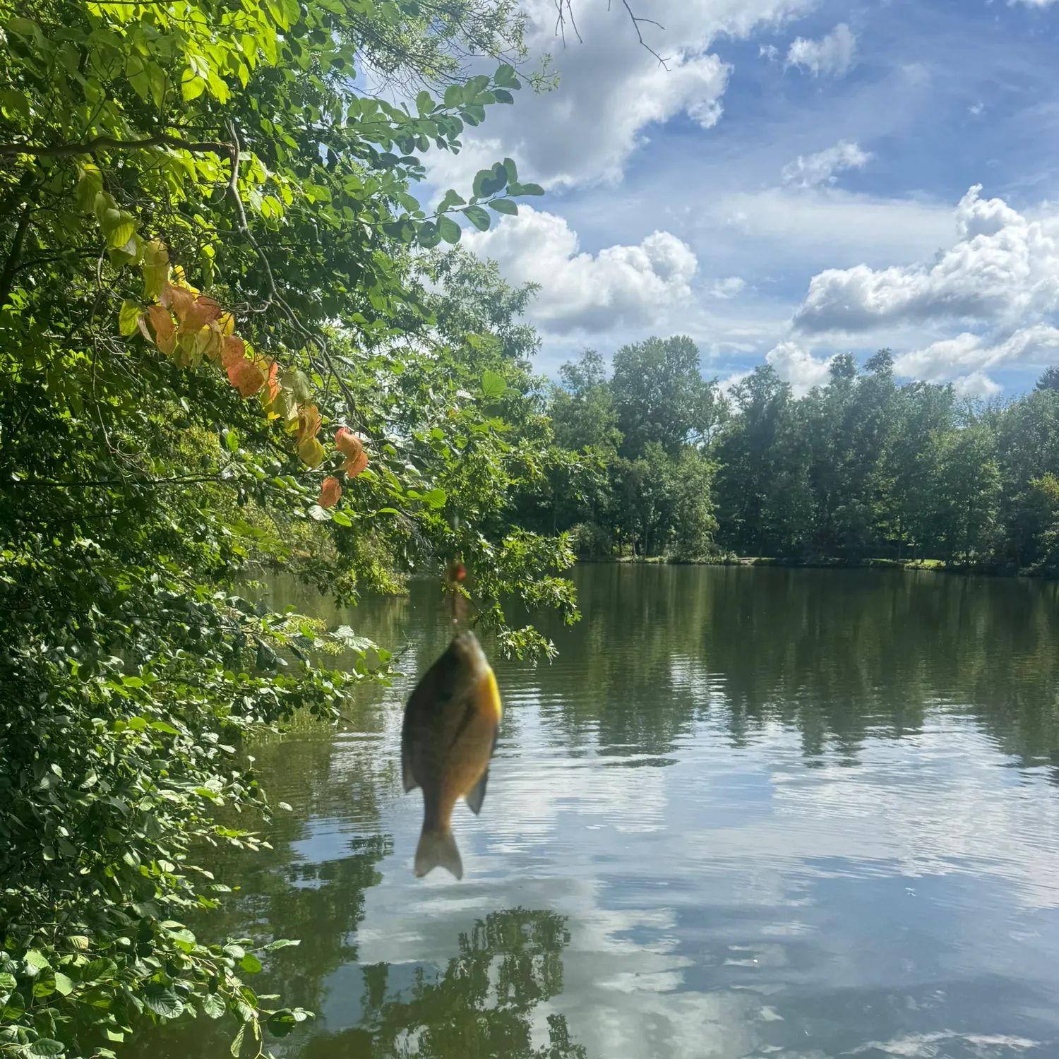 Bluegill caught on Fishbrain