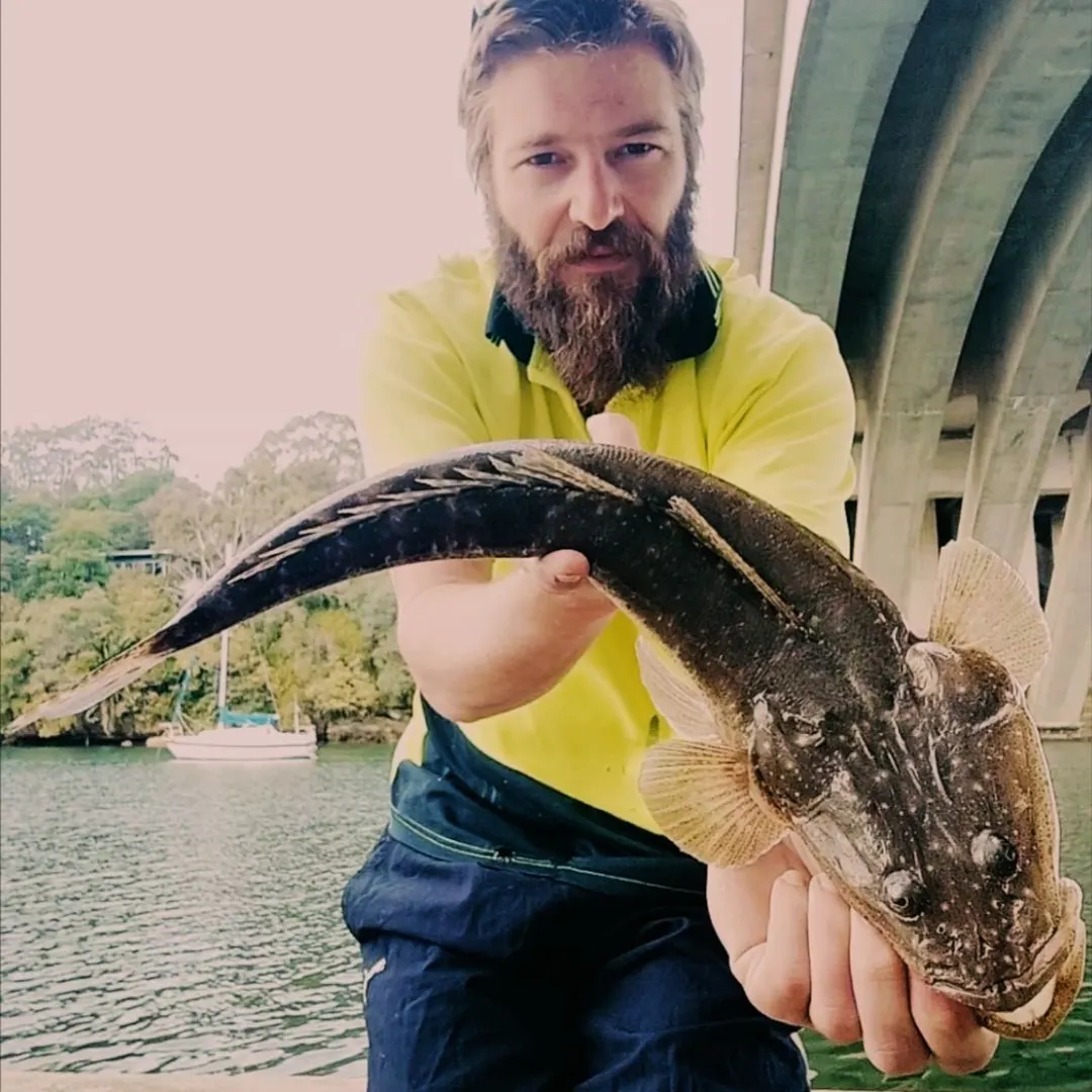 The most recent Dusky flathead catches on Fishbrain