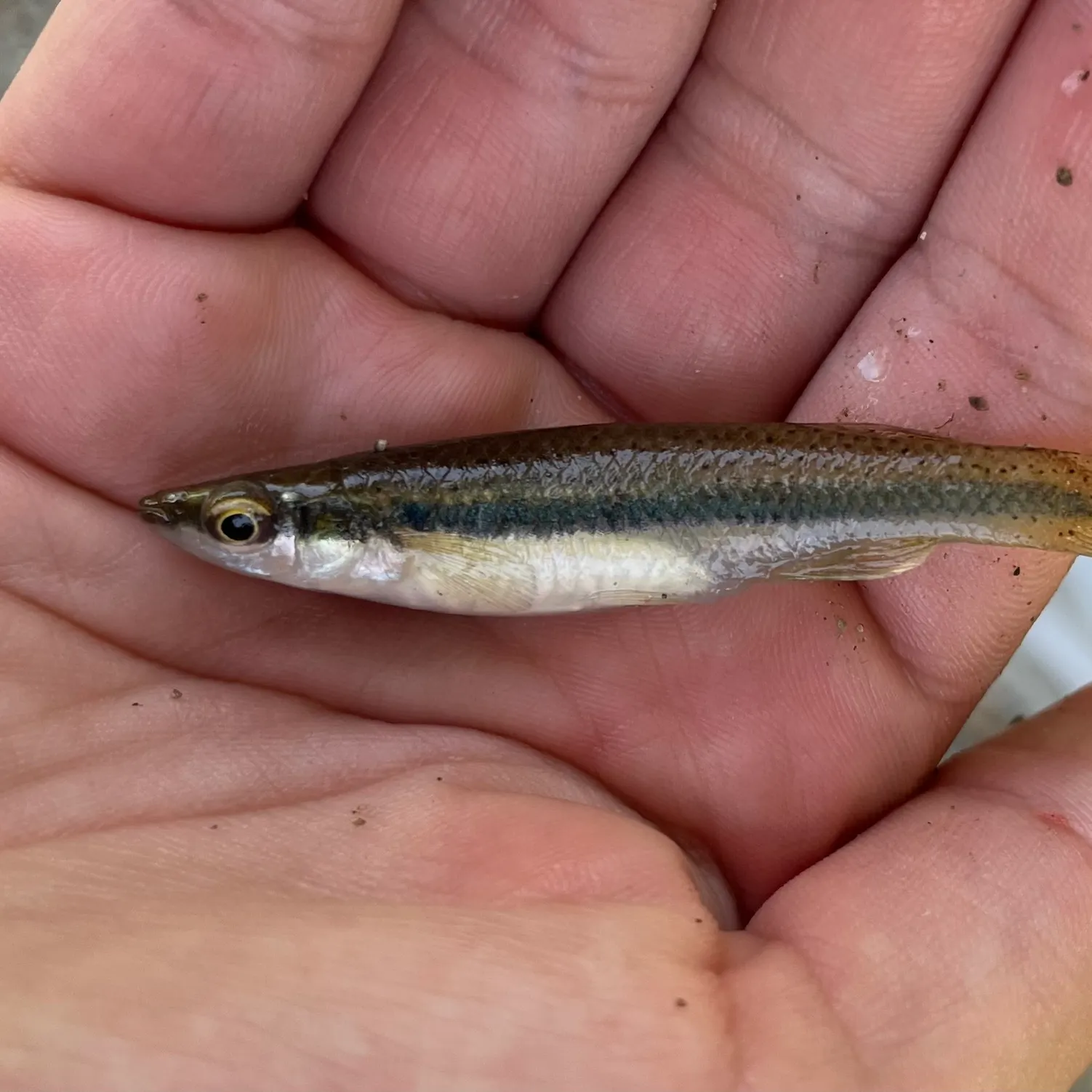The most recent Blackspotted topminnow catches on Fishbrain
