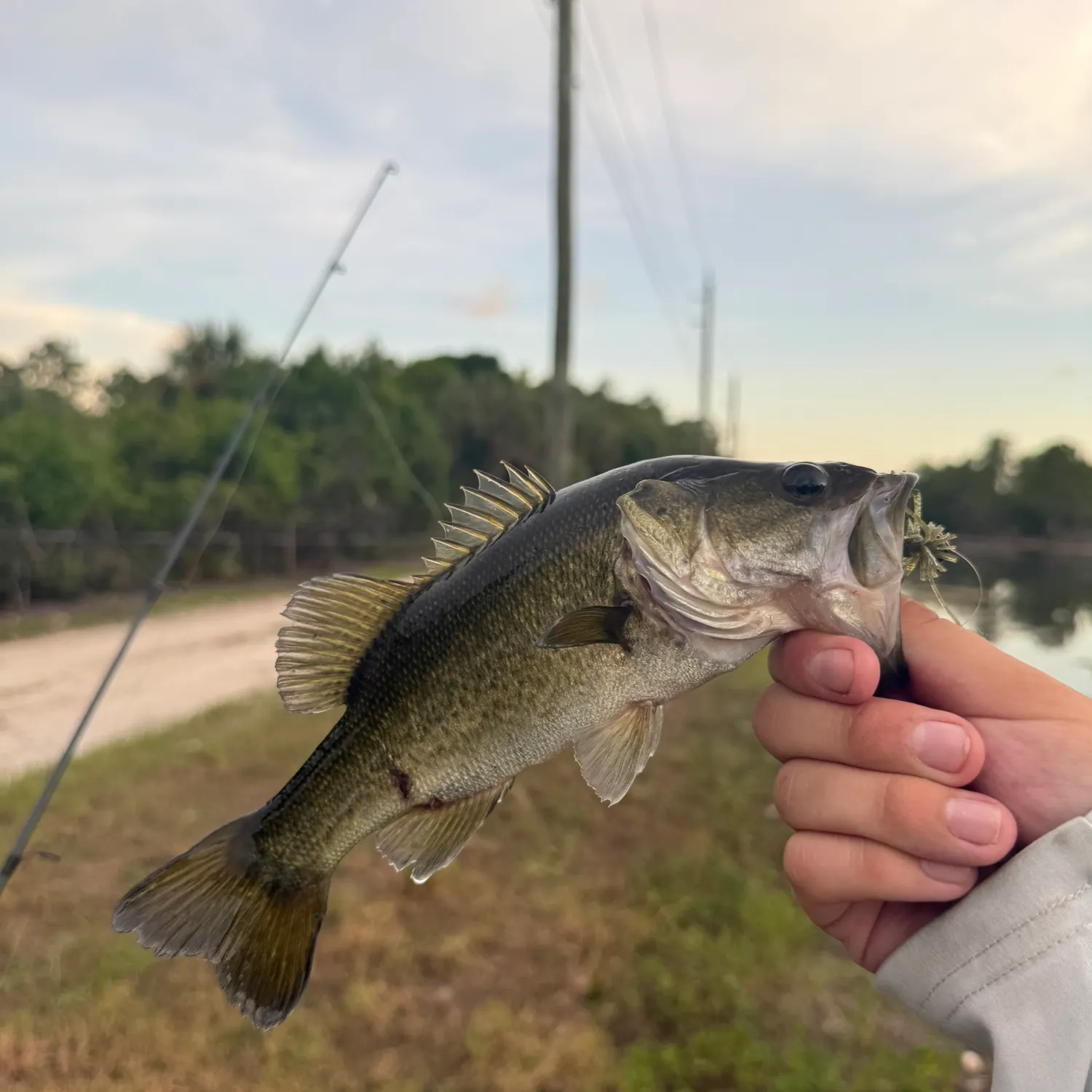 Largemouth bass caught on Fishbrain