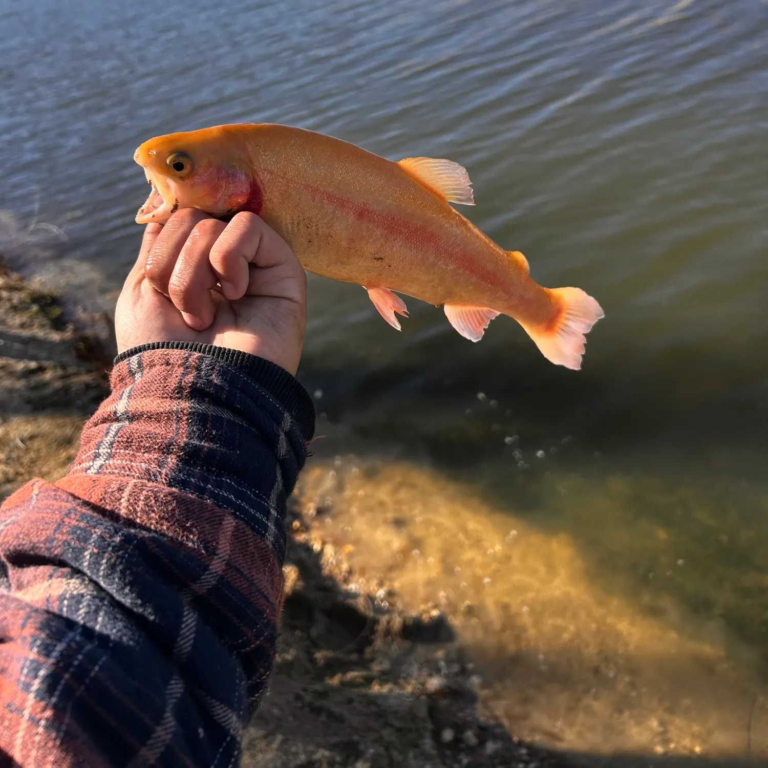 The most recent Golden rainbow trout catches on Fishbrain