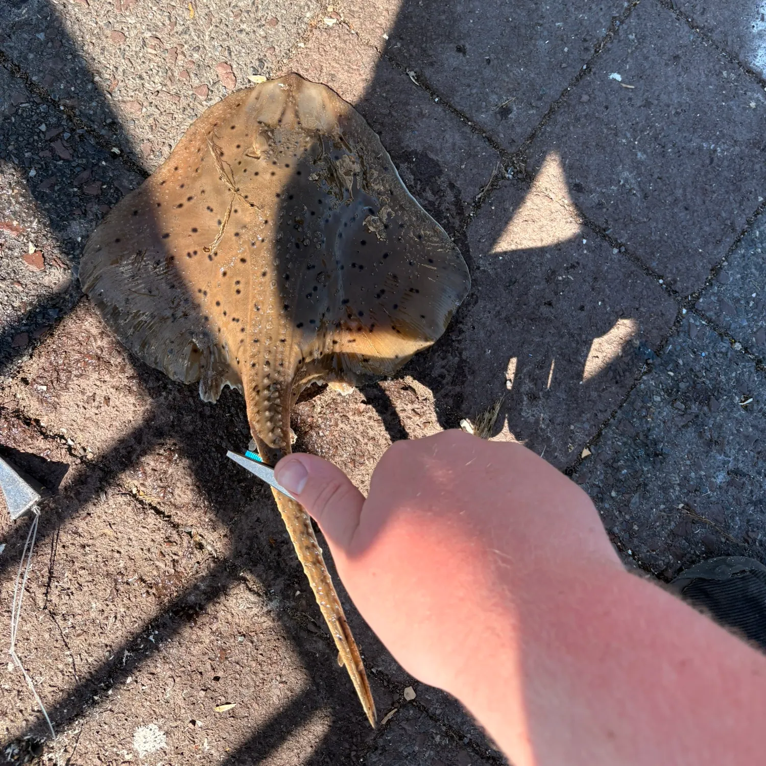 The most recent Winter skate catches on Fishbrain