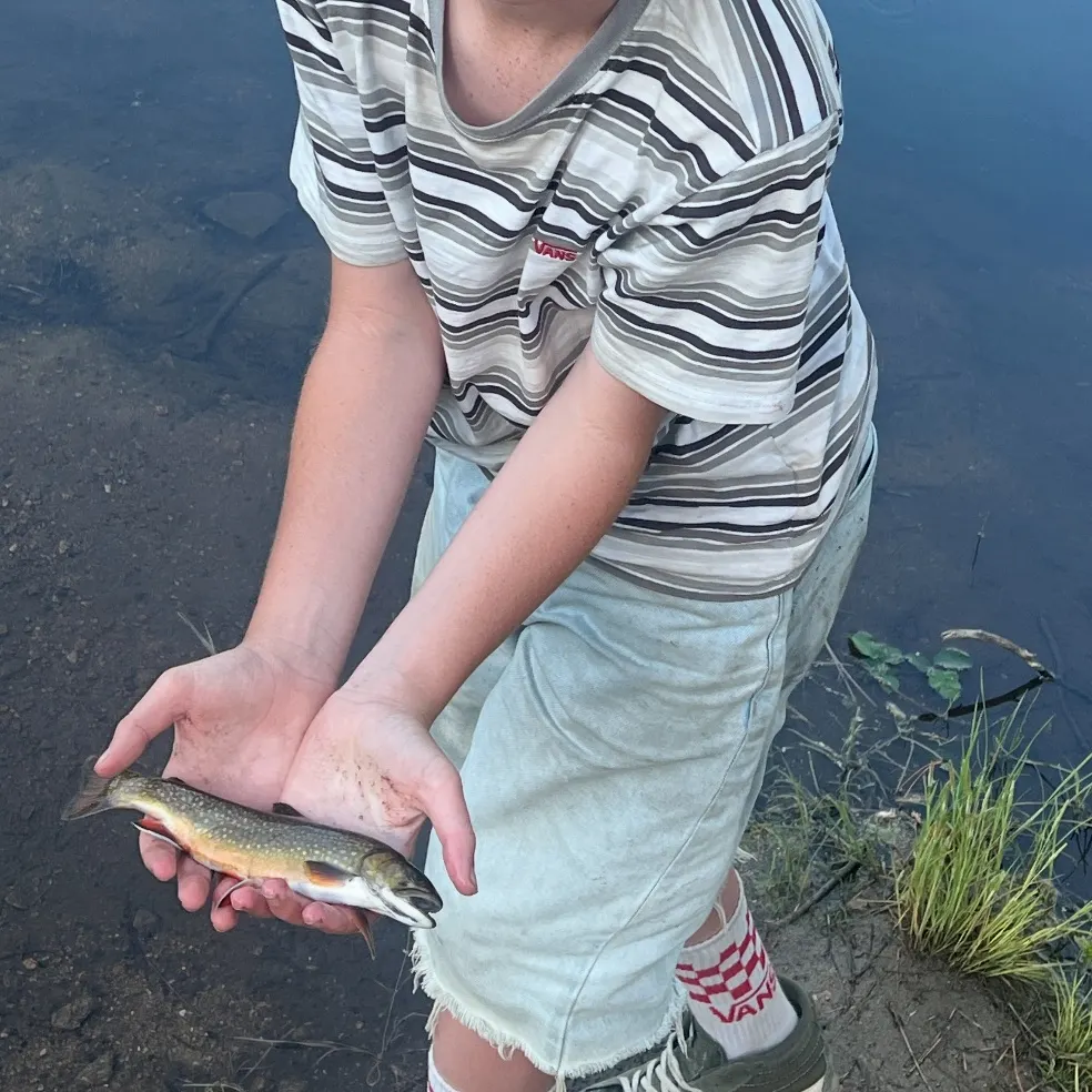 The most recent Brook trout catches on Fishbrain