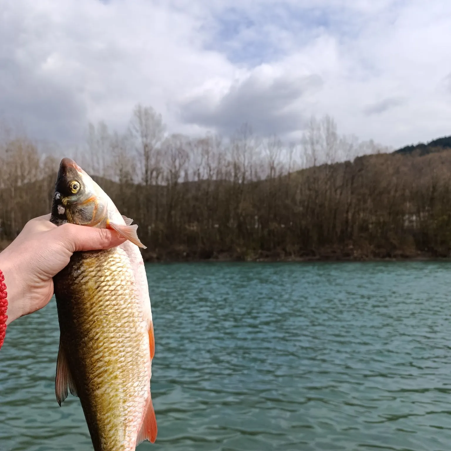 The most recent Common nase catches on Fishbrain