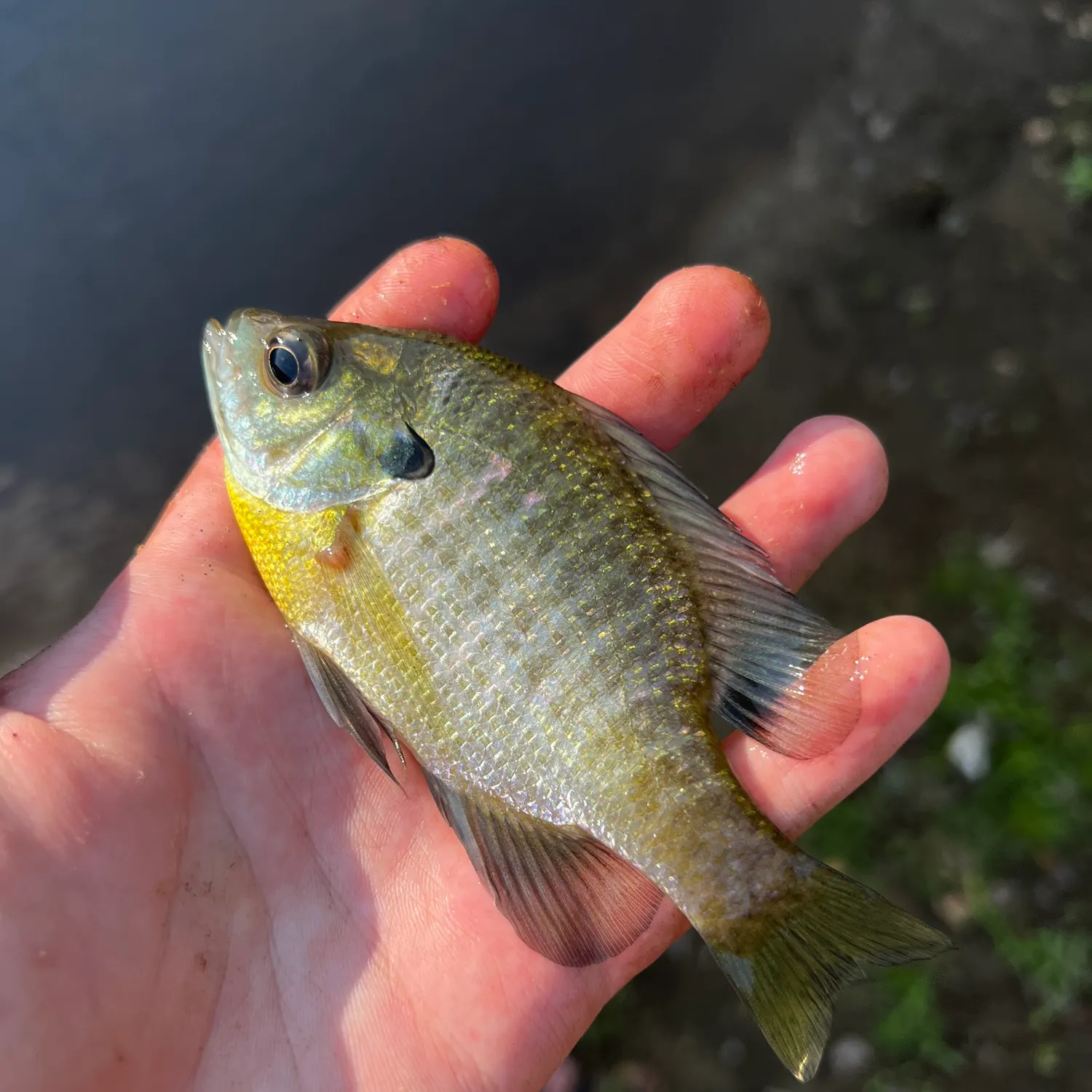Bluegill caught on Fishbrain