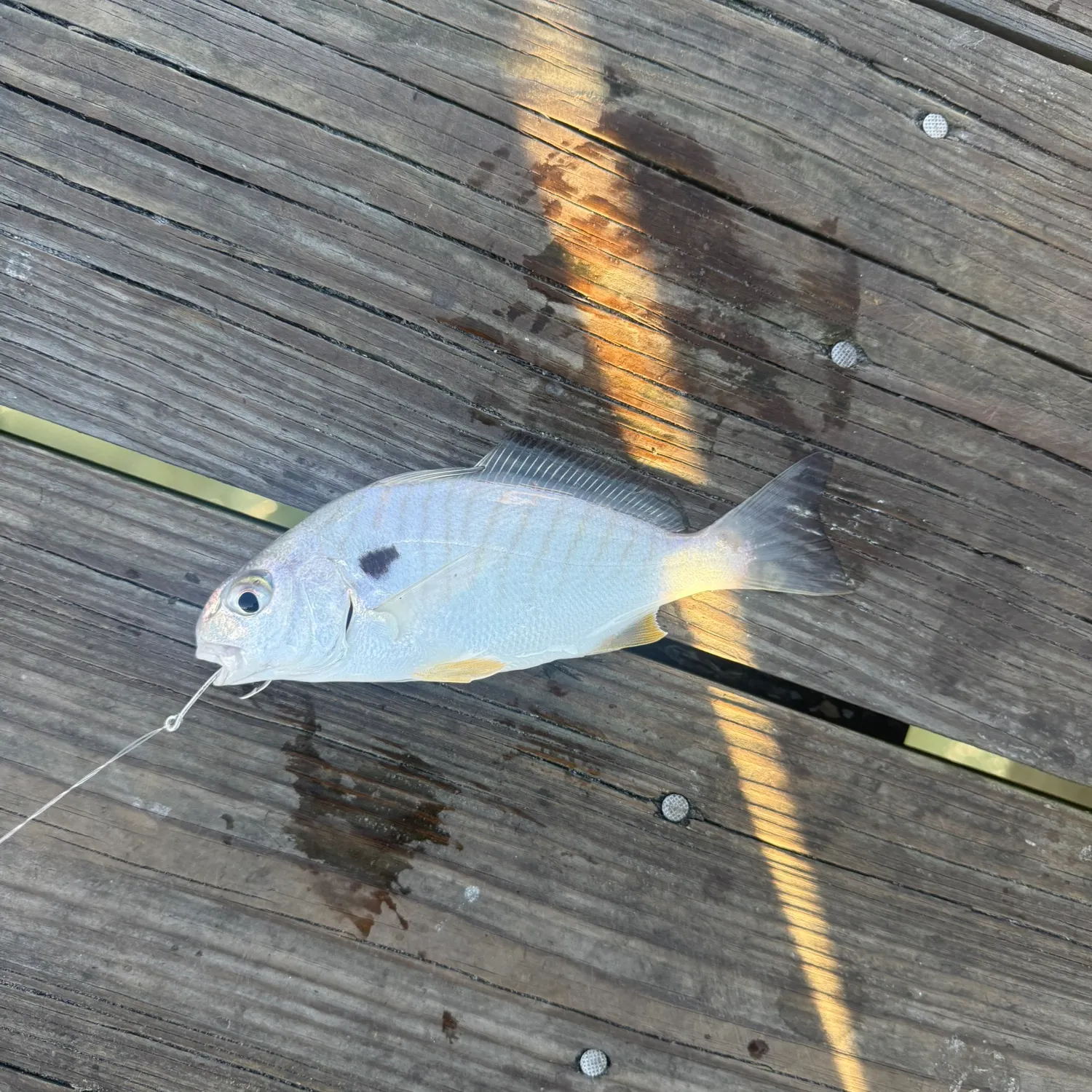 The most recent Spot croaker catches on Fishbrain