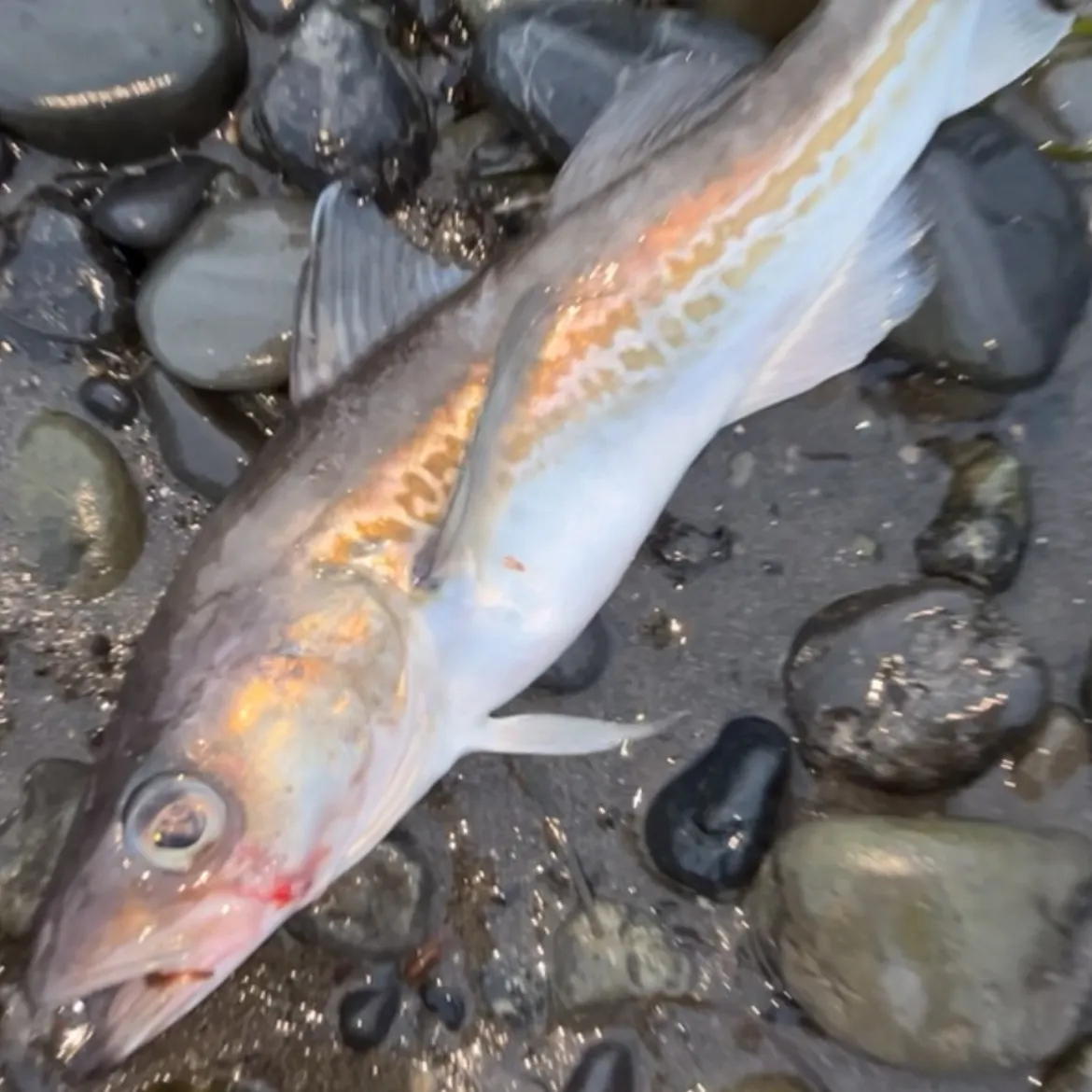 The most recent Alaska pollock catches on Fishbrain